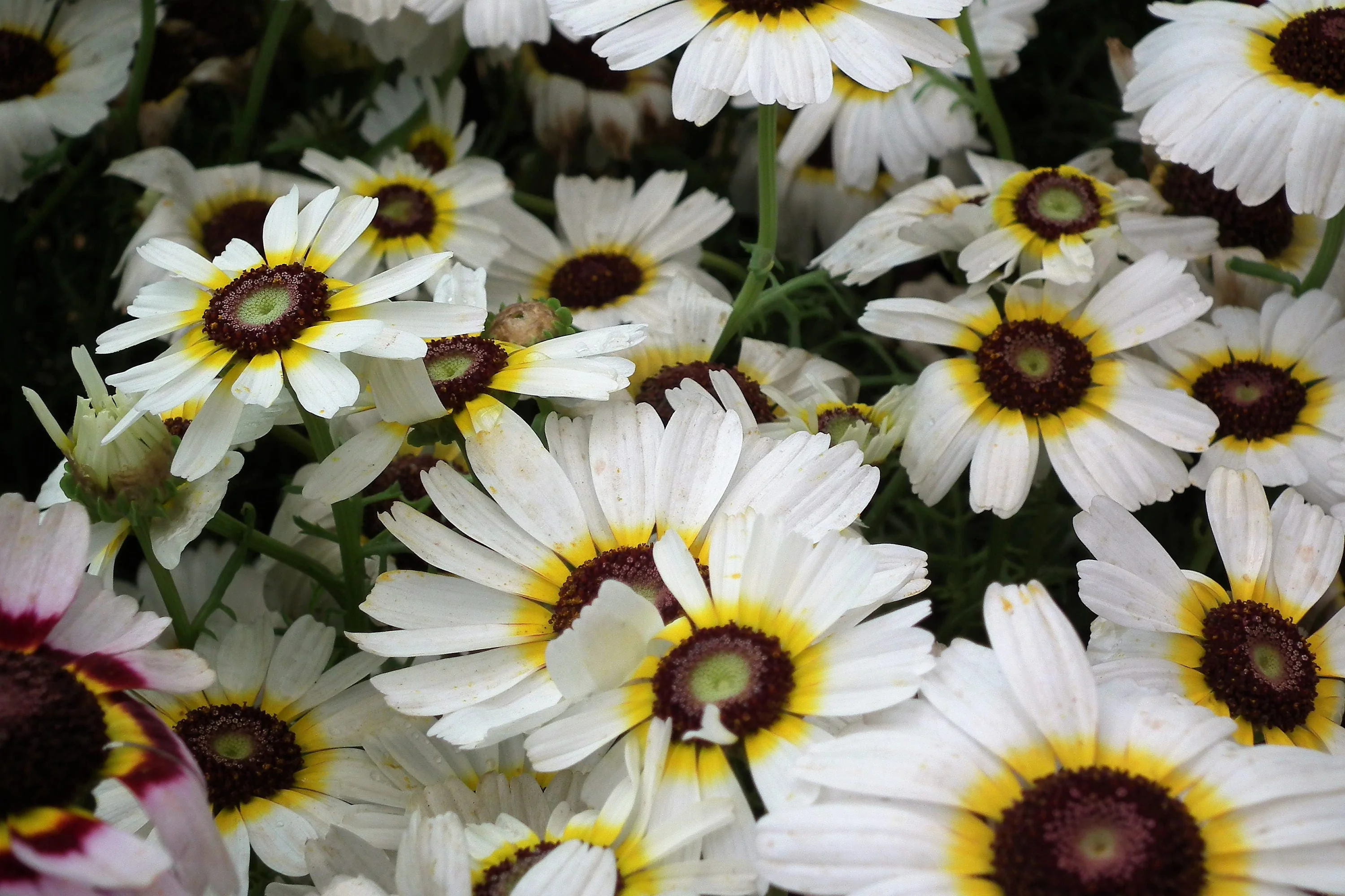 250 TRICOLOR PAINTED DAISY (Pyrenthrum Daisy) Chrysanthemum Carinatum Flower Seeds - Image 9