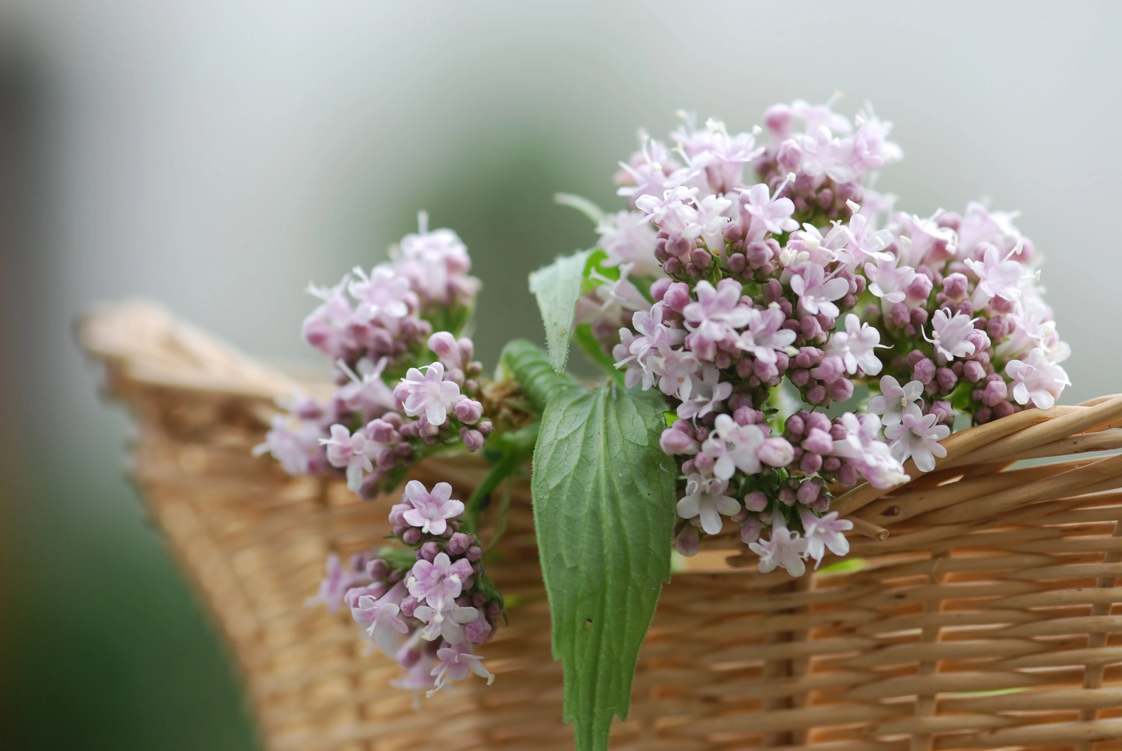 250 VALERIAN (Garden Heliotrope / Heal All) Valeriana Officinalis Herb Flower Seeds - Image 5