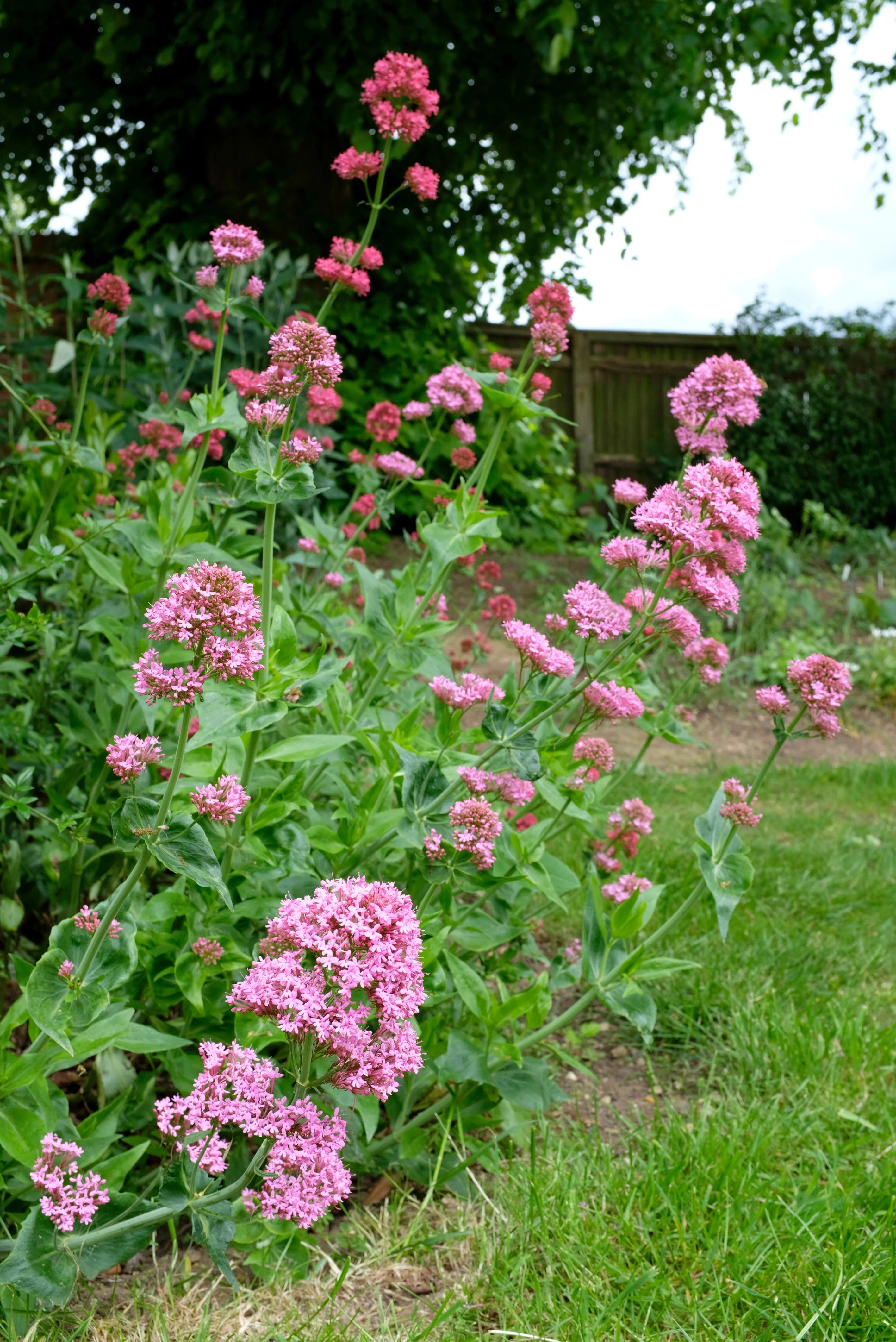 250 VALERIAN (Garden Heliotrope / Heal All) Valeriana Officinalis Herb Flower Seeds - Image 9