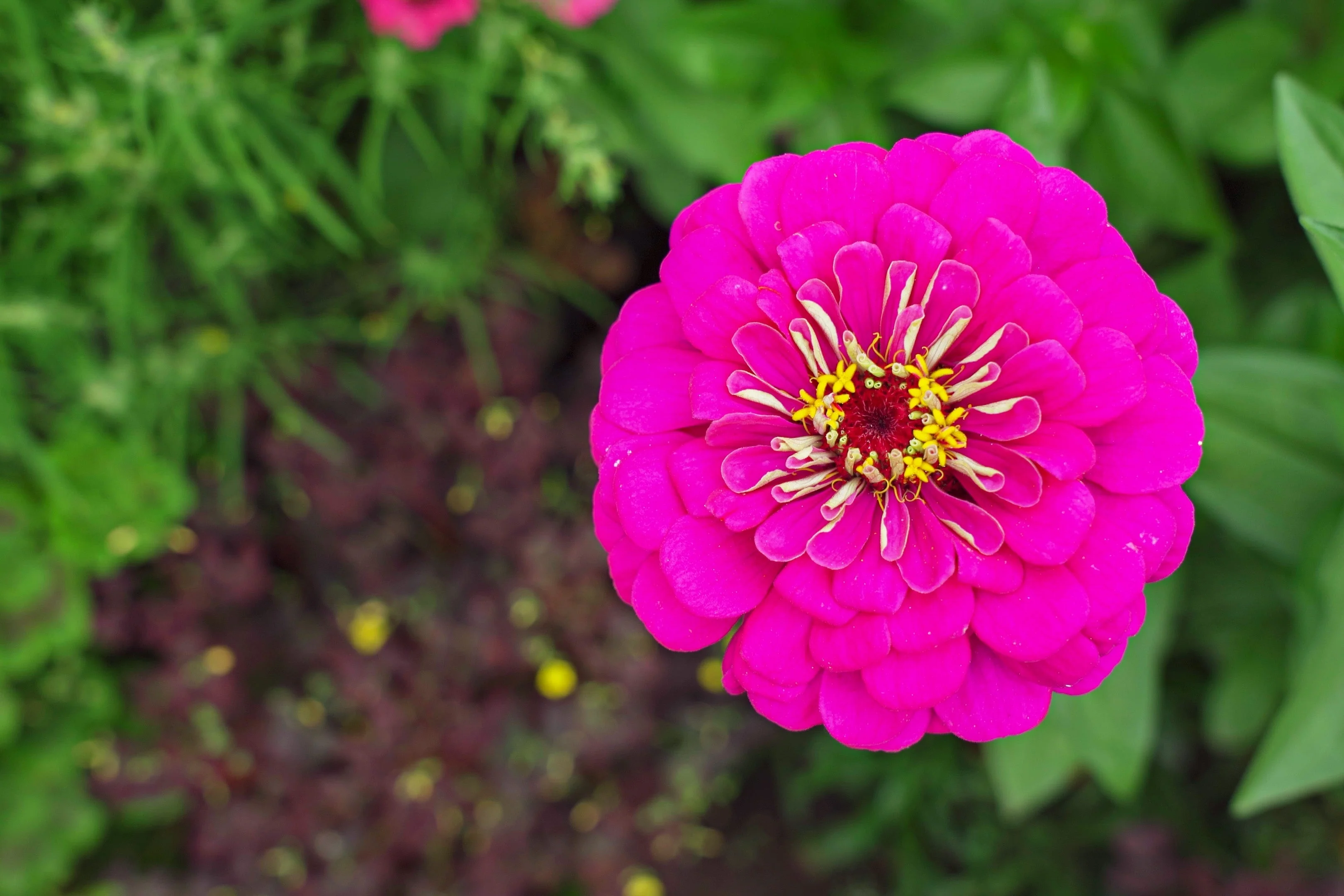250 VIOLET QUEEN ZINNIA Elegans Purple Double Dahlia Heirloom Flower Seeds - Image 5