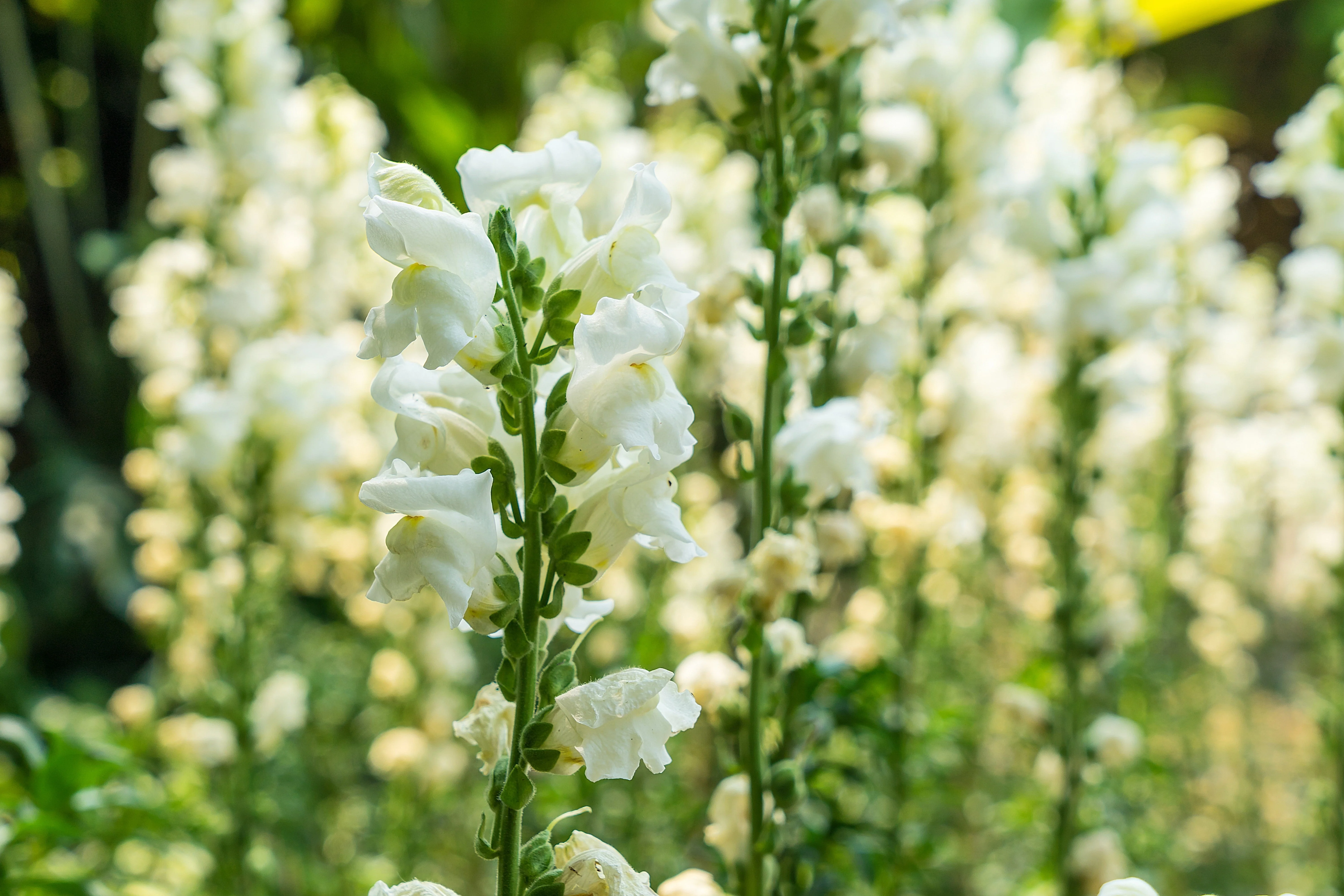 250 WHITE SNOWFLAKE SNAPDRAGON Antirrhinum Majus Flower Seeds - Image 2