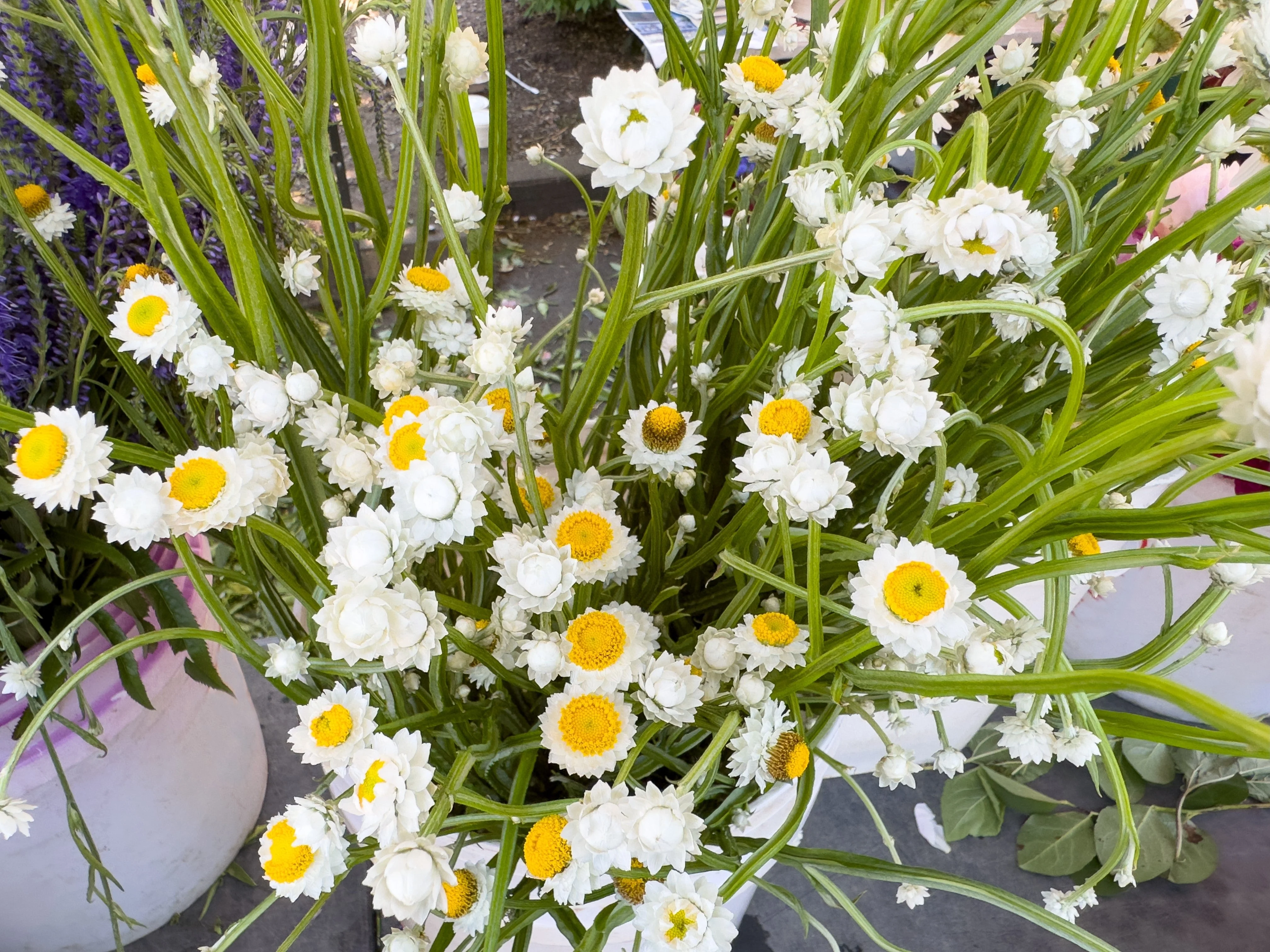 250 WHITE WINGED EVERLASTING Ammobium Alatum Flower Seeds - Image 5