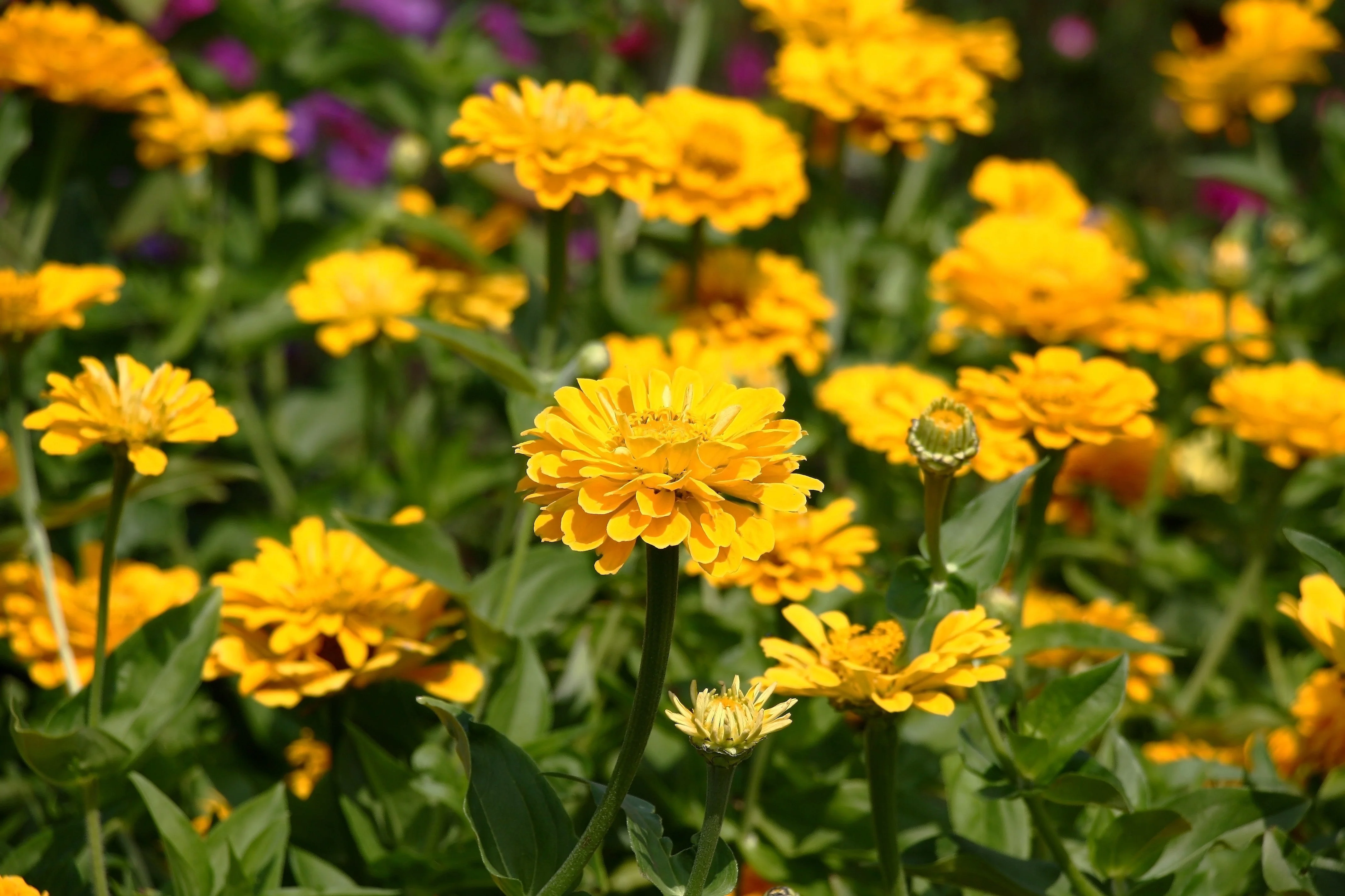 250 Yellow CANARY BIRD ZINNIA Elegans Flower Seeds - Image 2