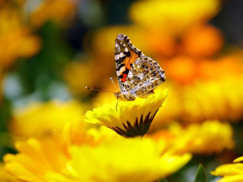 250 YELLOW DAISY Chrysanthemum Multicaule Mini Marguerite Flower Seeds - Image 3