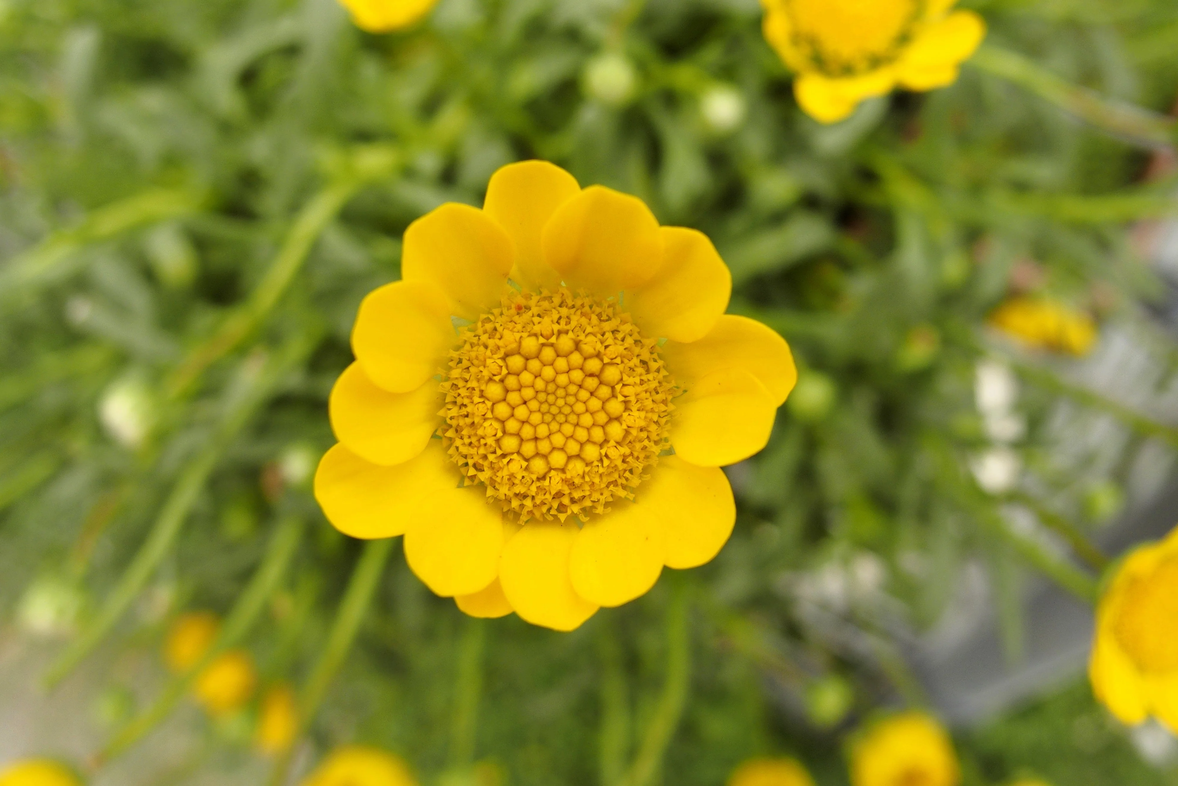 250 YELLOW DAISY Chrysanthemum Multicaule Mini Marguerite Flower Seeds - Image 7