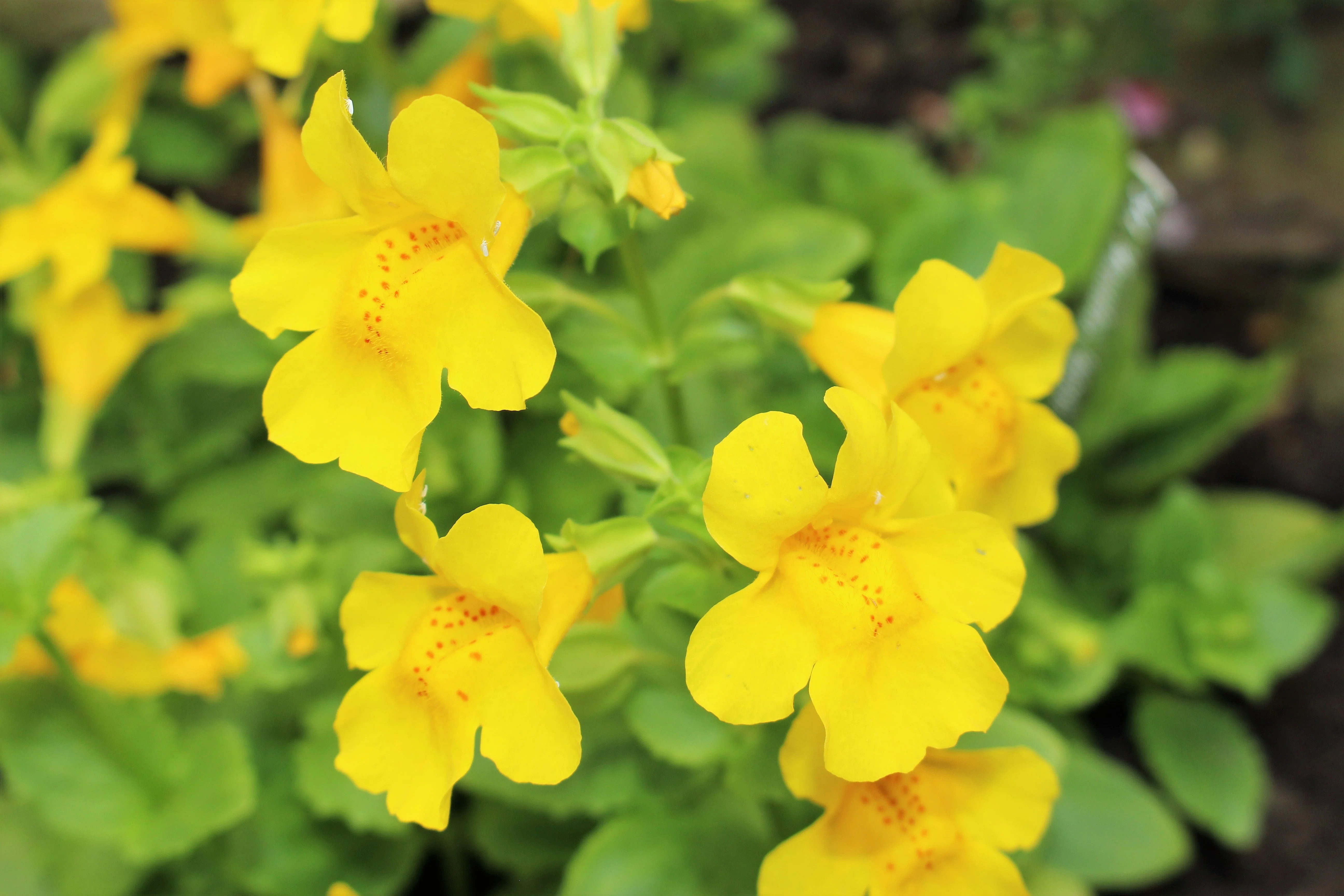 250 YELLOW MONKEY FLOWER Mimulus Grandiflorus Perennial Flower Seeds - Image 4