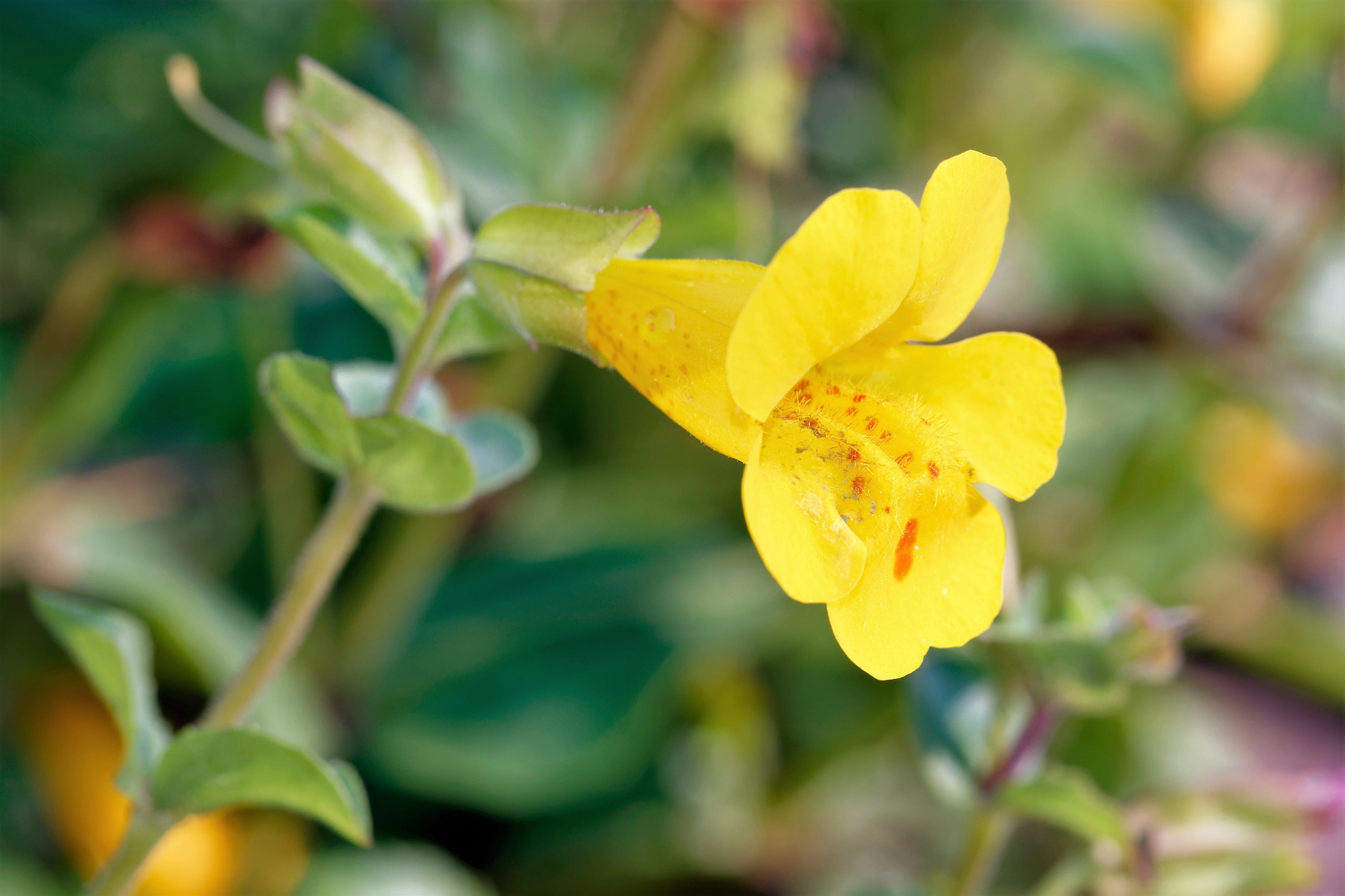 250 YELLOW MONKEY FLOWER Mimulus Grandiflorus Perennial Flower Seeds - Image 7