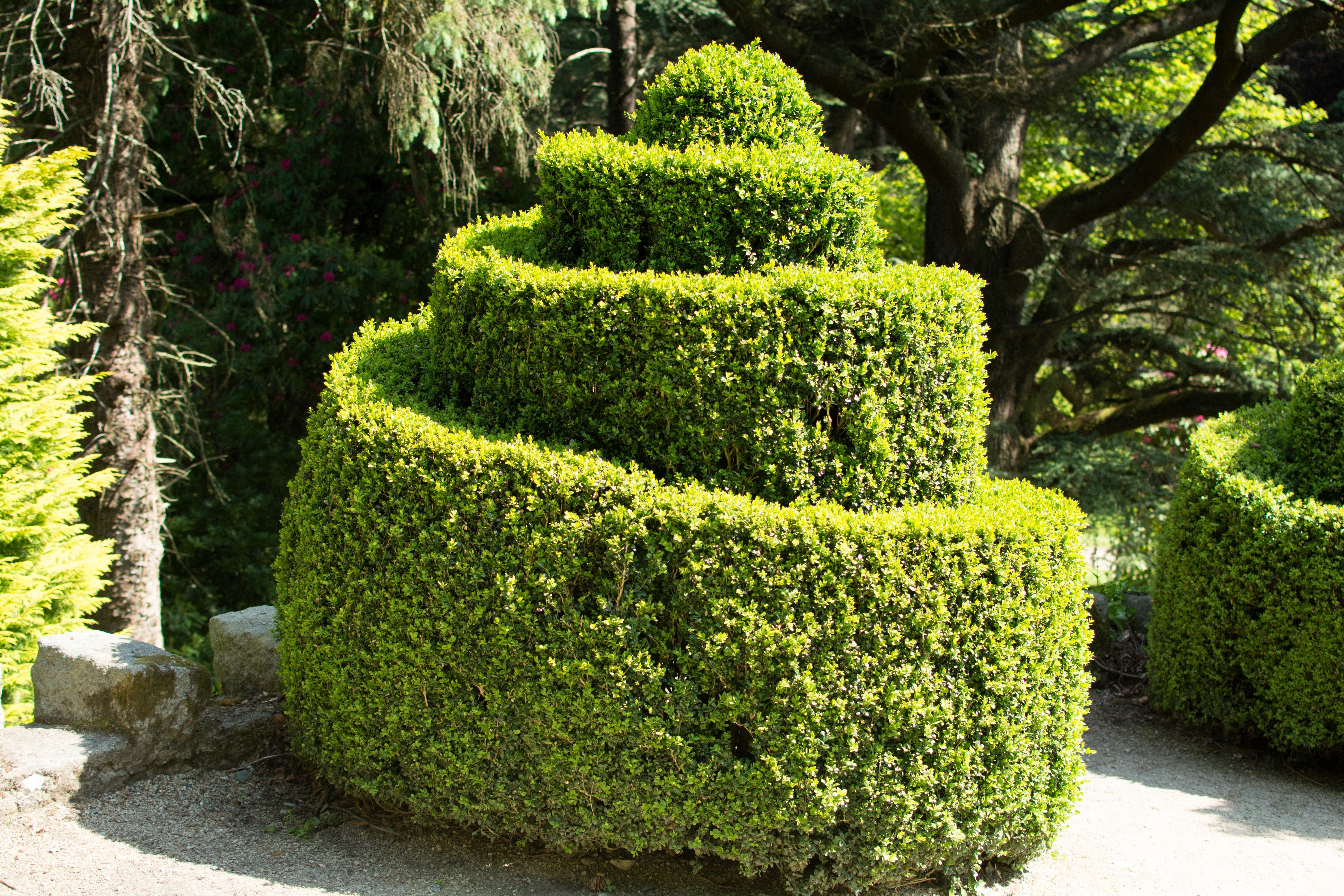 30 AMERICAN BOXWOOD Common Buxus Sempervirens European Box Shrub Seeds