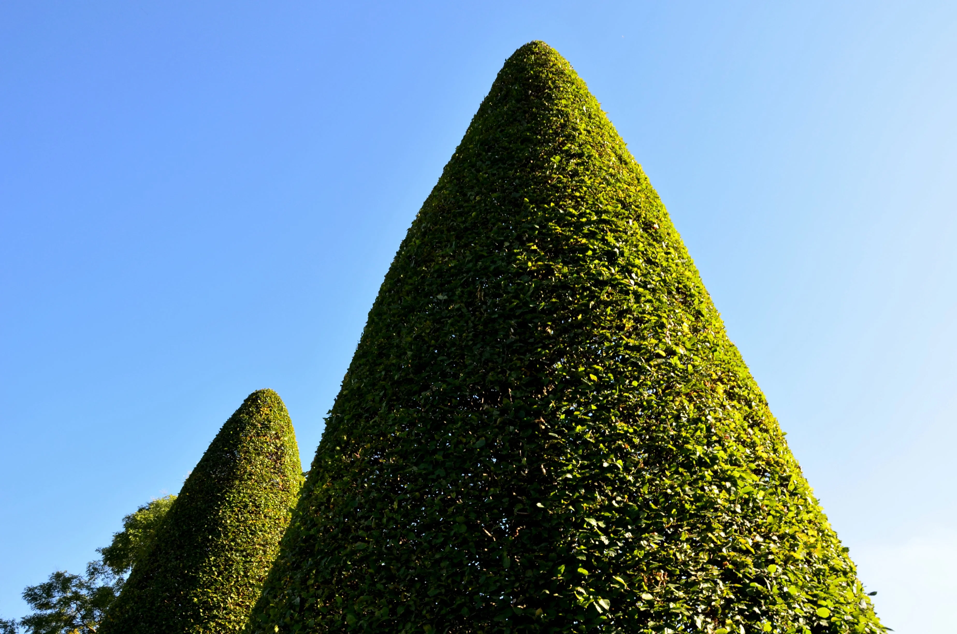 30 AMERICAN BOXWOOD Common Buxus Sempervirens European Box Shrub Seeds - Image 9