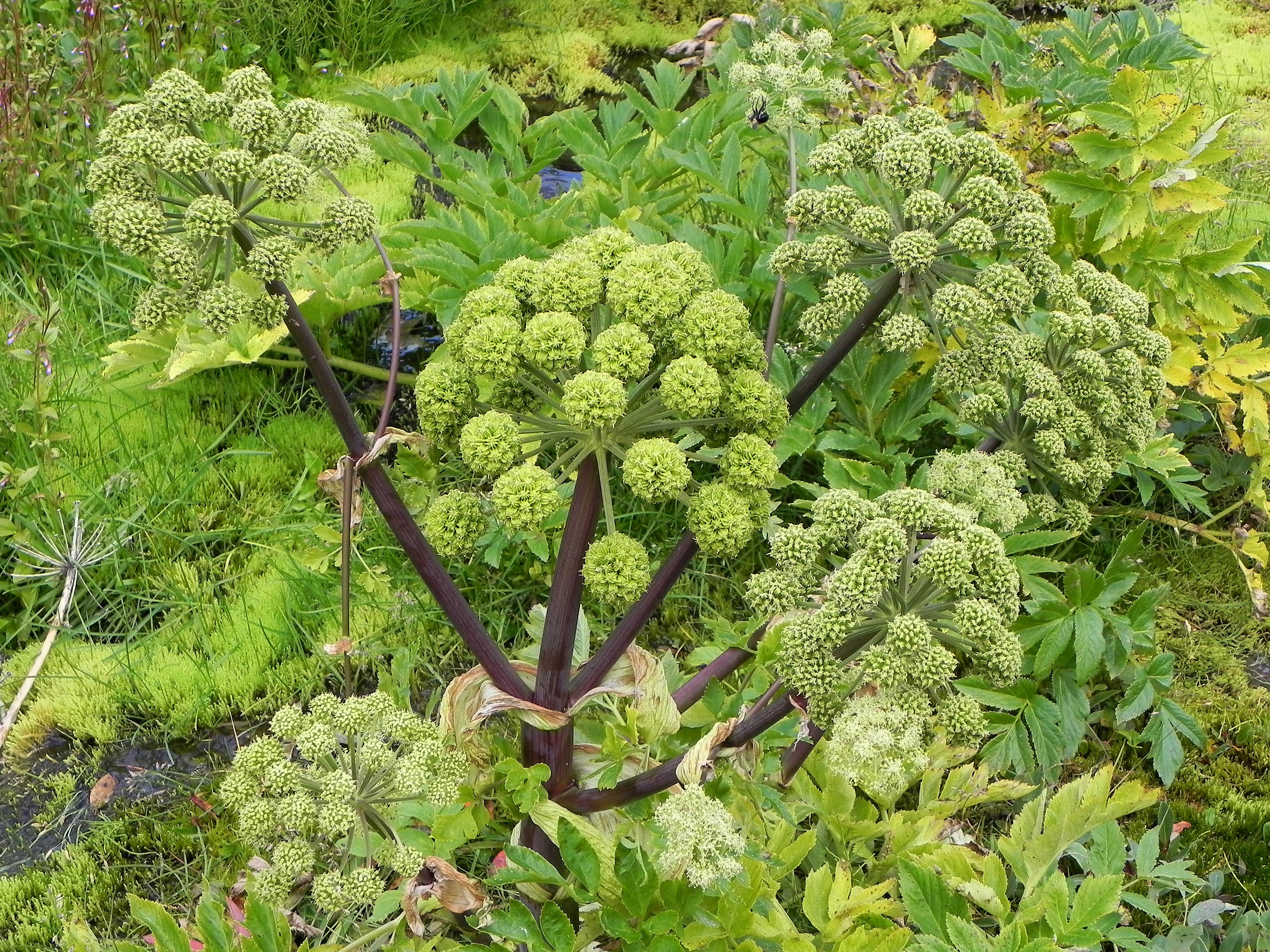 30 ANGELICA Archangelica Officinalis Edible Archangel / Holy Ghost Herb Seeds - Image 5