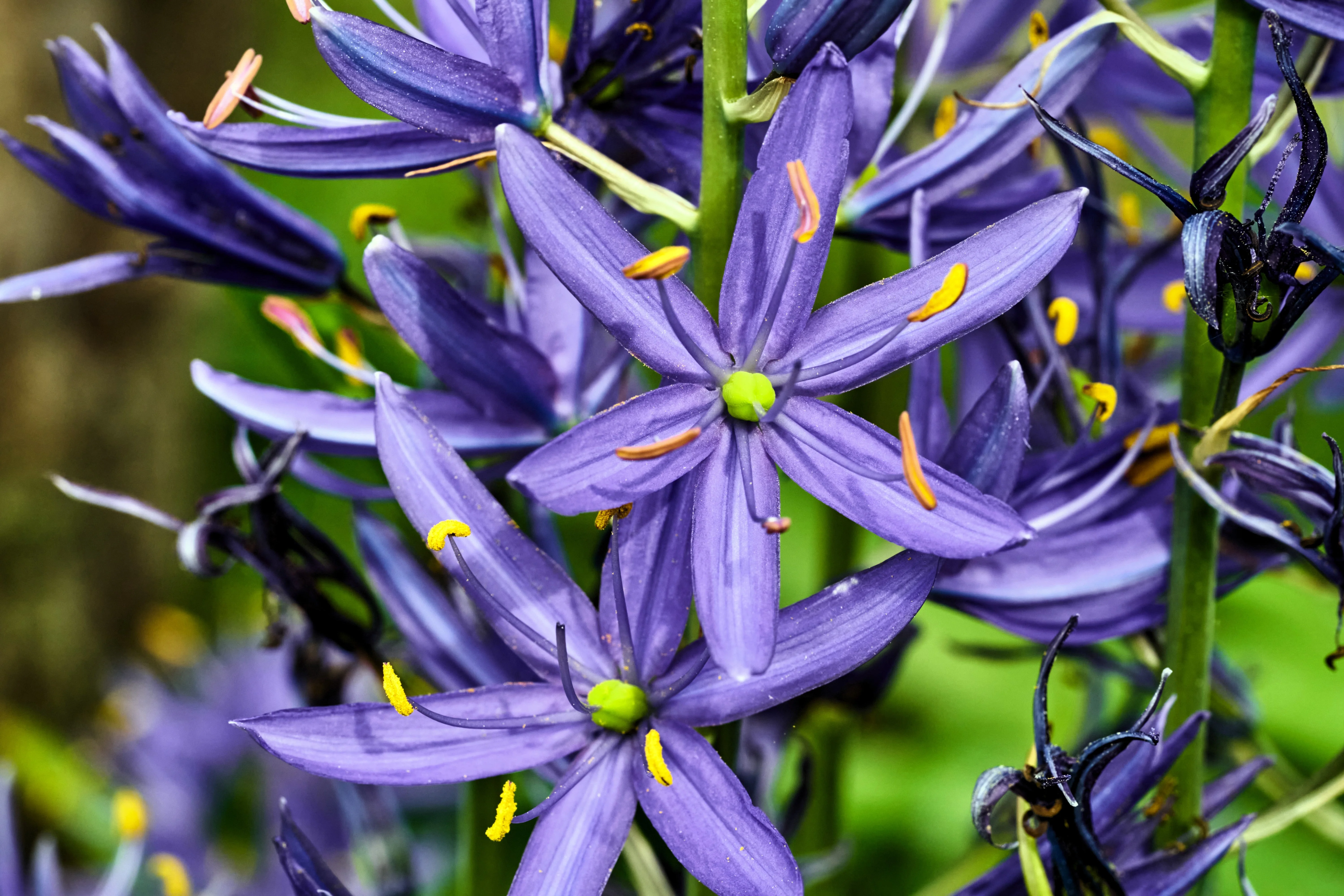 30 BLUE CAMAS Camass Lily Wild Indian Hyacinth Camassia Quamash Flower Herb Seeds - Image 2