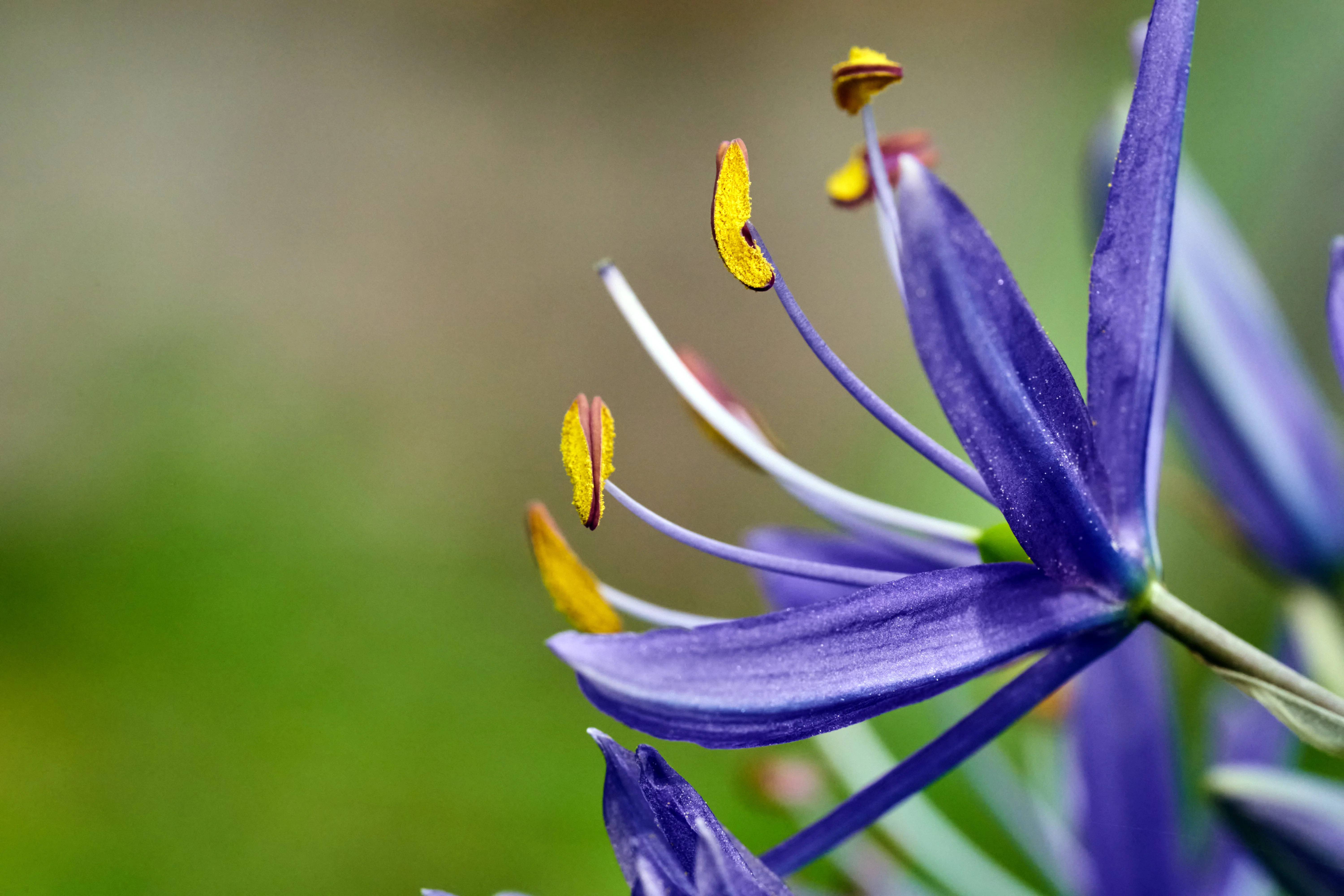 30 BLUE CAMAS Camass Lily Wild Indian Hyacinth Camassia Quamash Flower Herb Seeds - Image 5