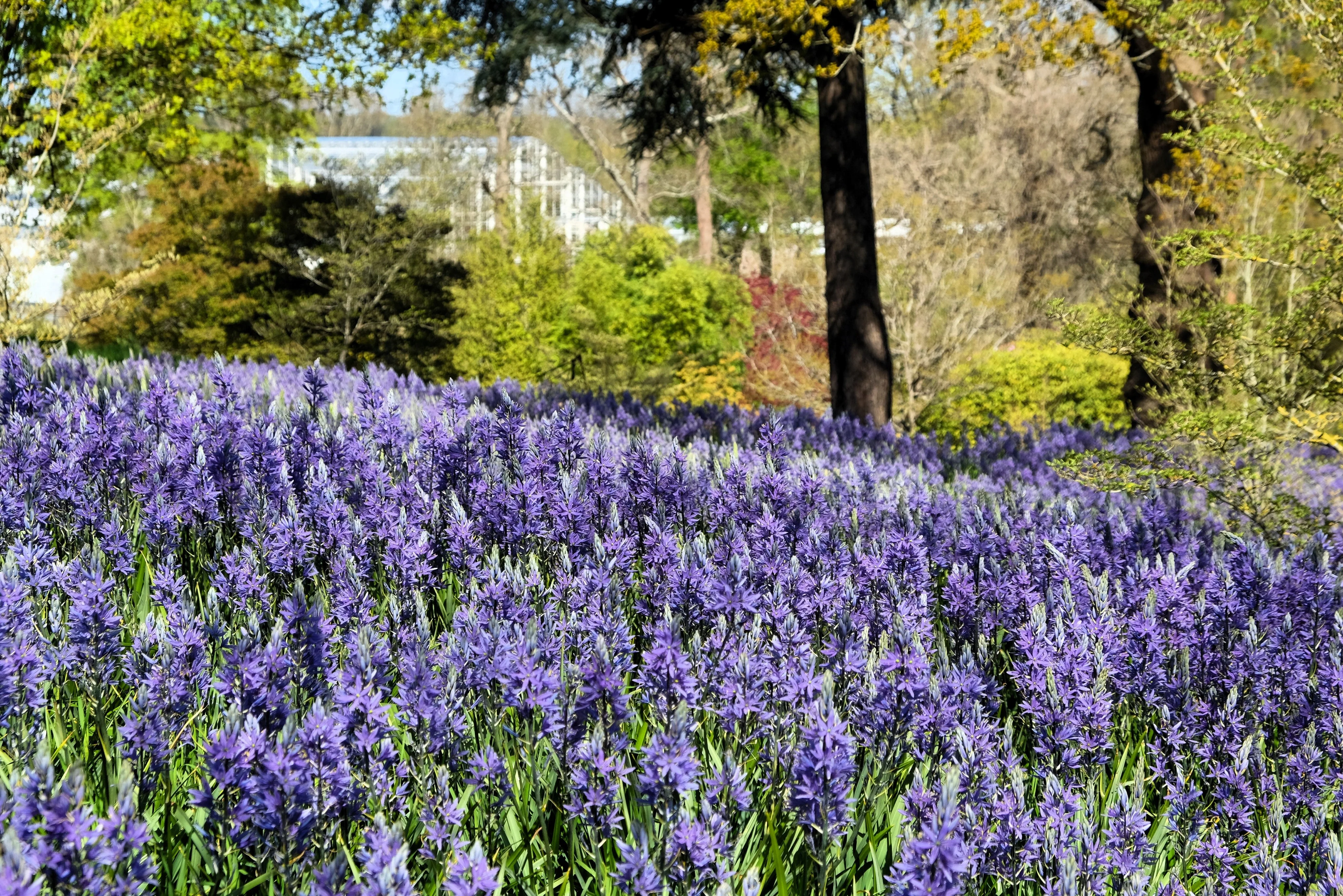30 BLUE CAMAS Camass Lily Wild Indian Hyacinth Camassia Quamash Flower Herb Seeds - Image 7