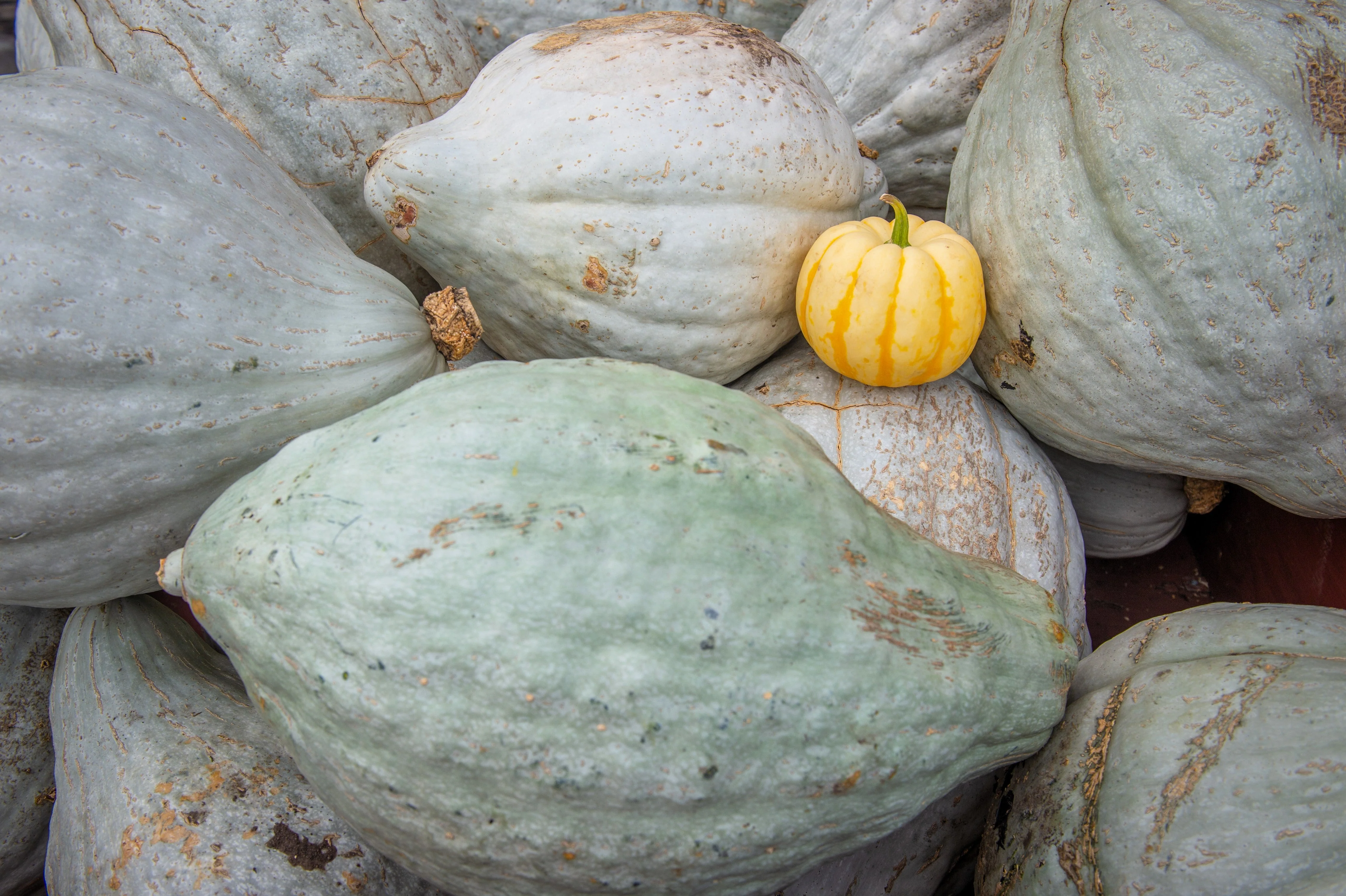 30 BLUE HUBBARD SQUASH New England Buttercup Cucurbita Pepo Vegetable Seeds - Image 2