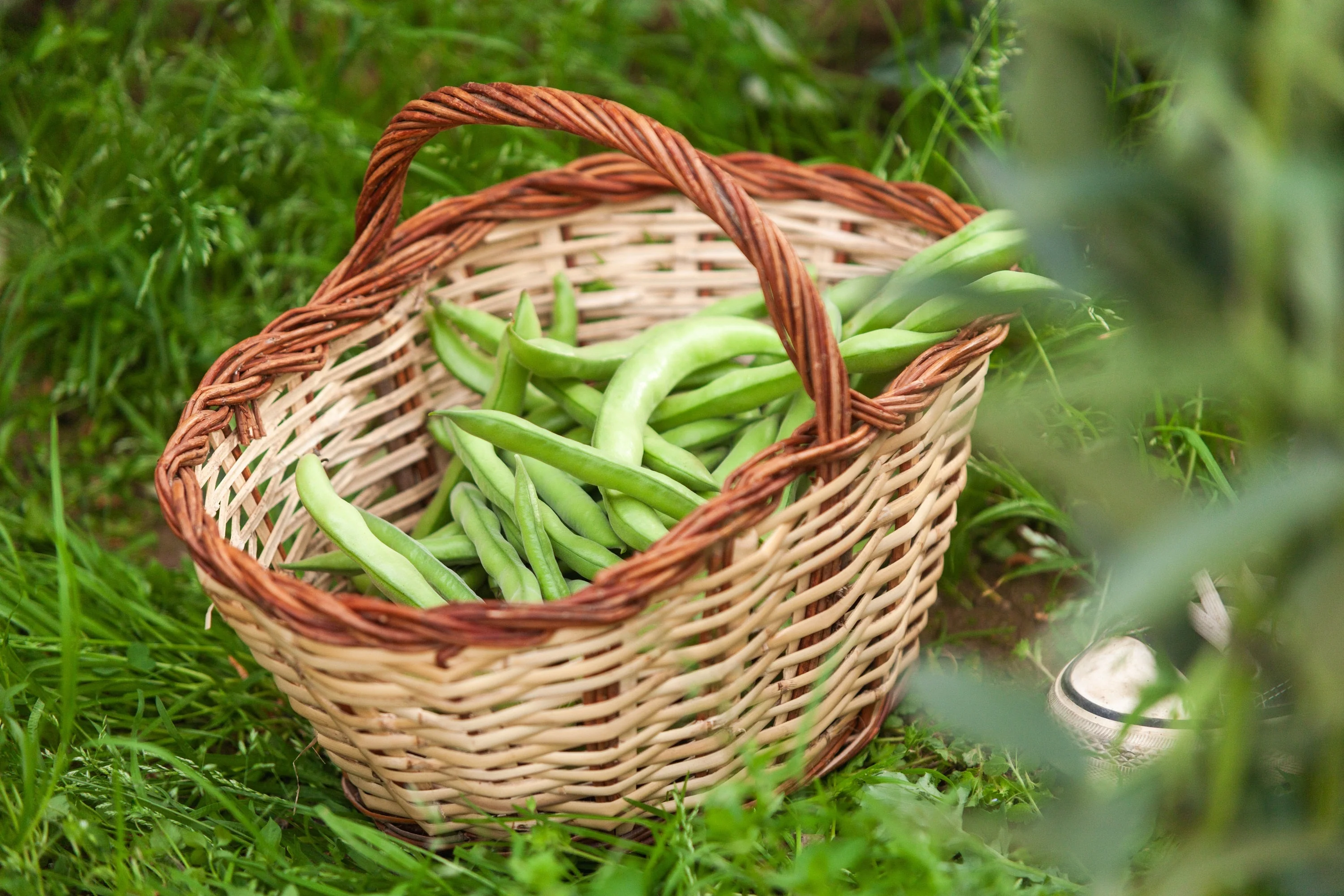 30 CANNELLINI BEAN Seeds White Italian Kidney Phaseolus Vulgaris Vegetable Seeds - Image 3