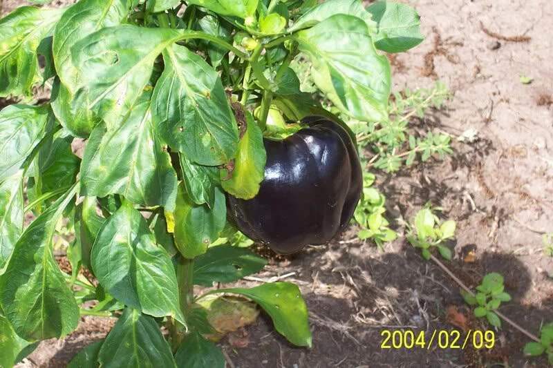 30 CHOCOLATE BEAUTY Bell PEPPER Sweet Brown Capsicum Annuum Vegetable Seeds - Image 4
