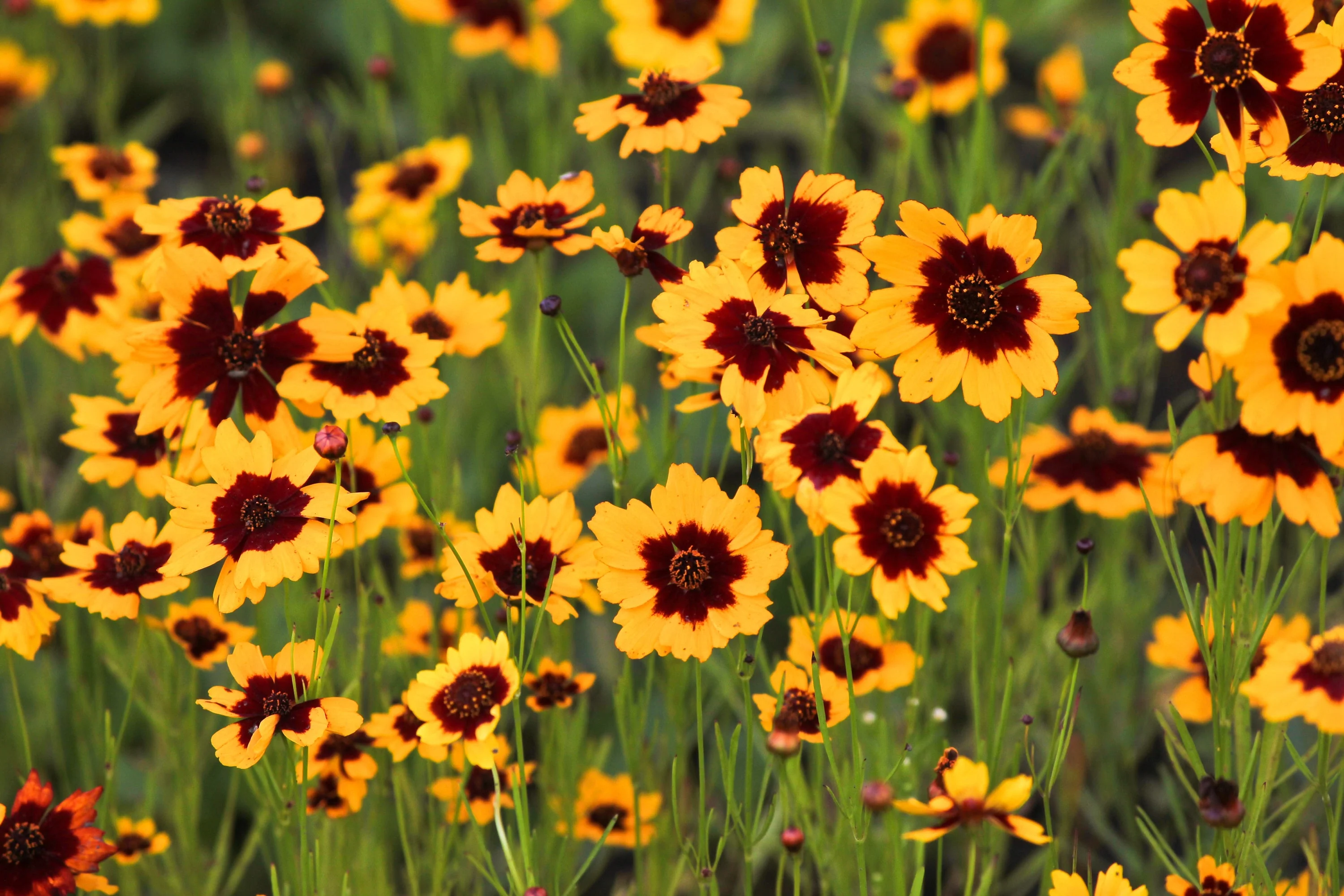 30 COSMIDIUM BRUNETTE Burridgeanum Greenthread Flower Seeds - Image 2
