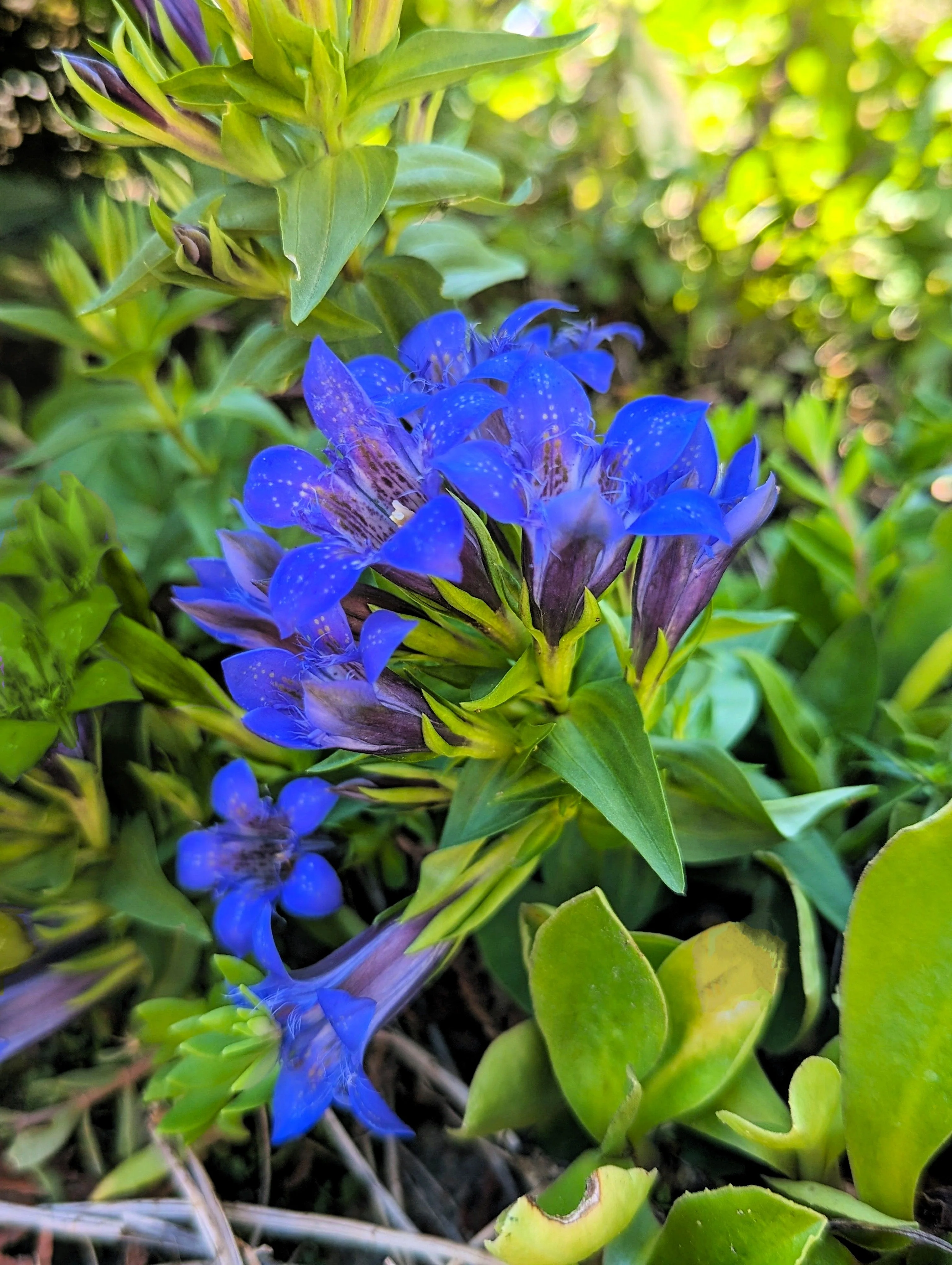 30 Dark Blue NIKITA GENTIAN Gentiana Dahurica Siberian Flower Herb Seeds - Image 3