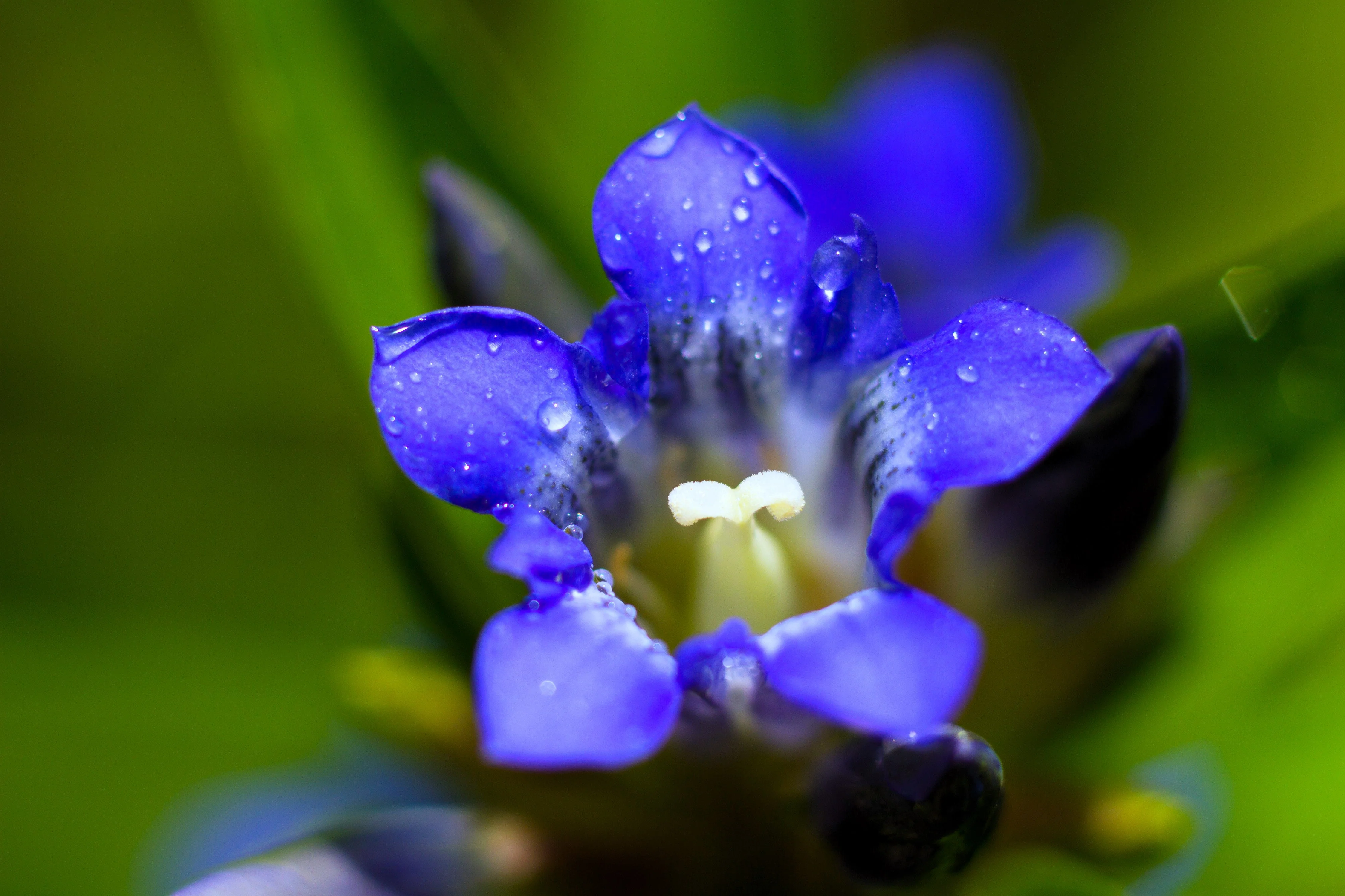 30 Dark Blue NIKITA GENTIAN Gentiana Dahurica Siberian Flower Herb Seeds - Image 4