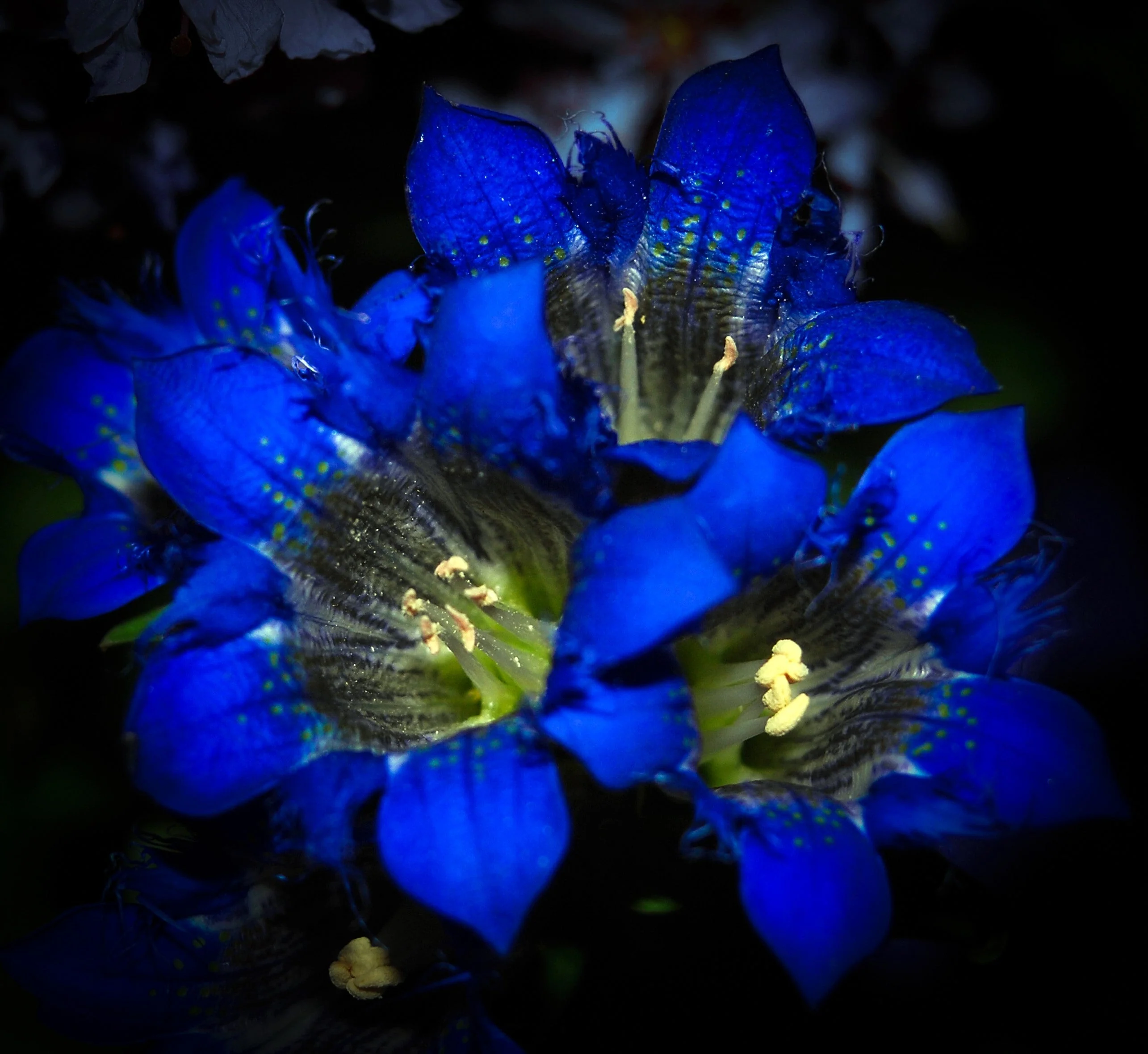 30 Dark Blue NIKITA GENTIAN Gentiana Dahurica Siberian Flower Herb Seeds - Image 6