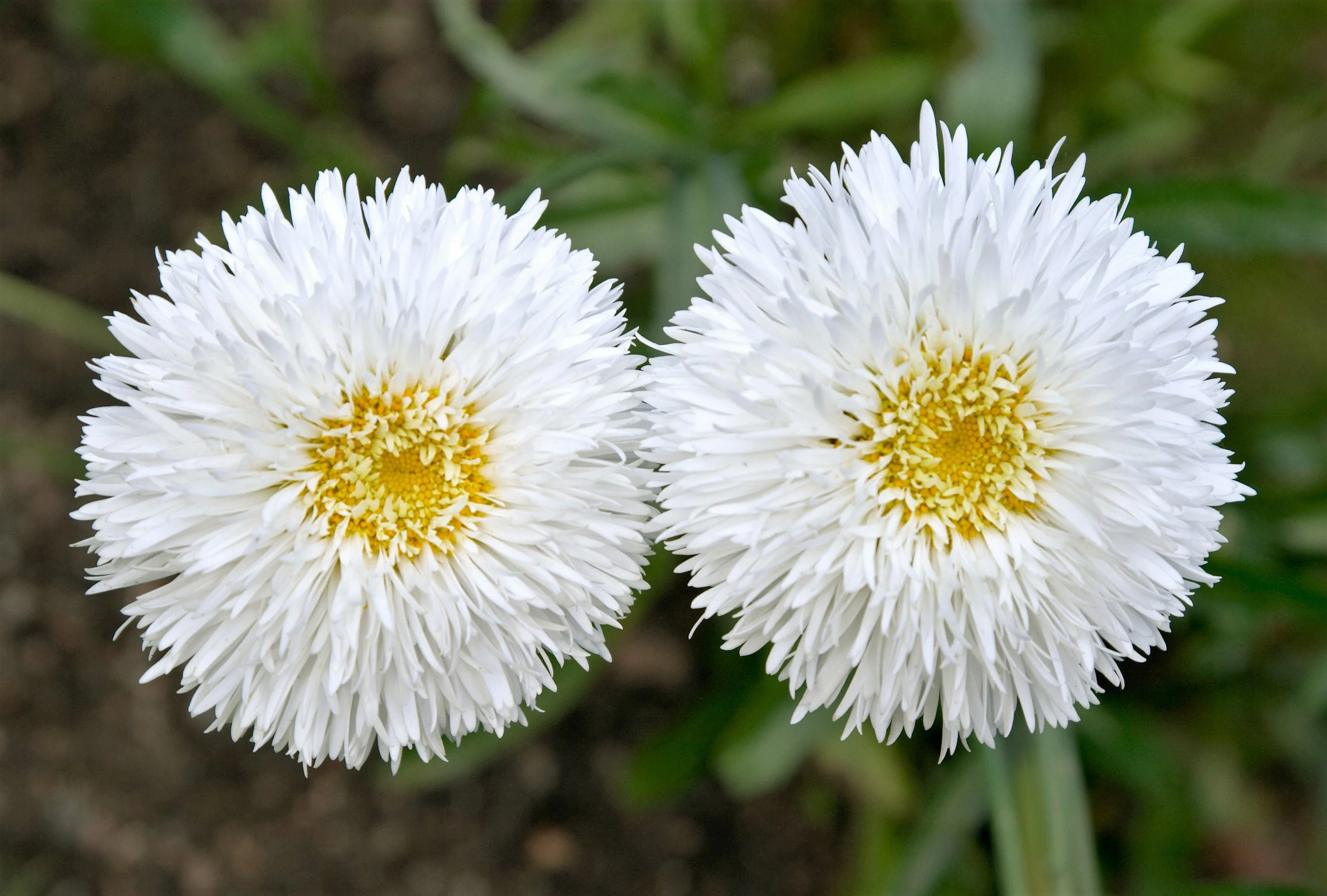 30 Double CRAZY DAISY Leucanthemum x Superbum Big 3" Frizzled White Yellow Shasta Flower Seeds - Image 4