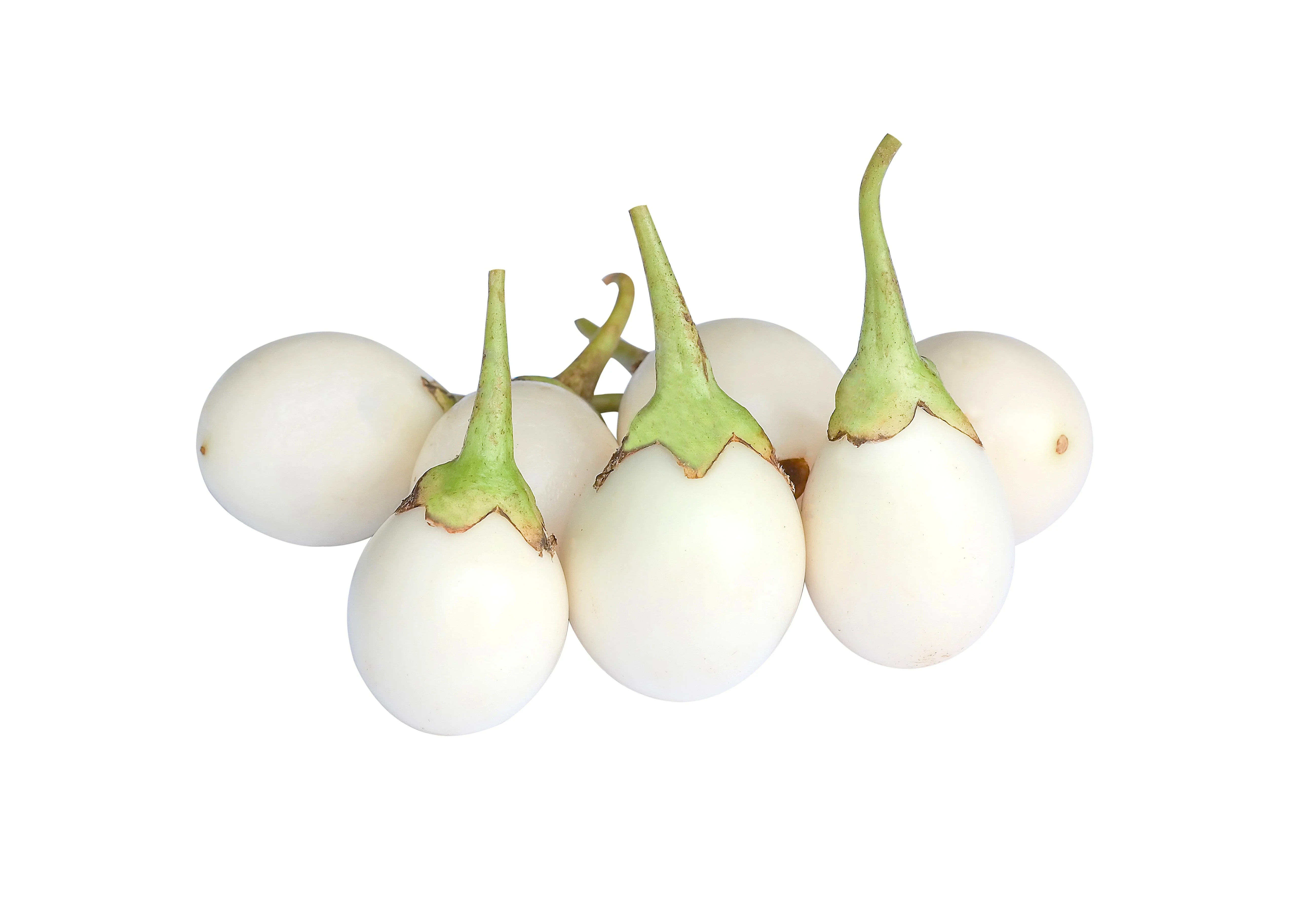 30 EASTER EGG PLANT (Easter Eggplant / Ornamental Eggplant / Nest Egg) Solanum Ovigerum Seeds - Image 7