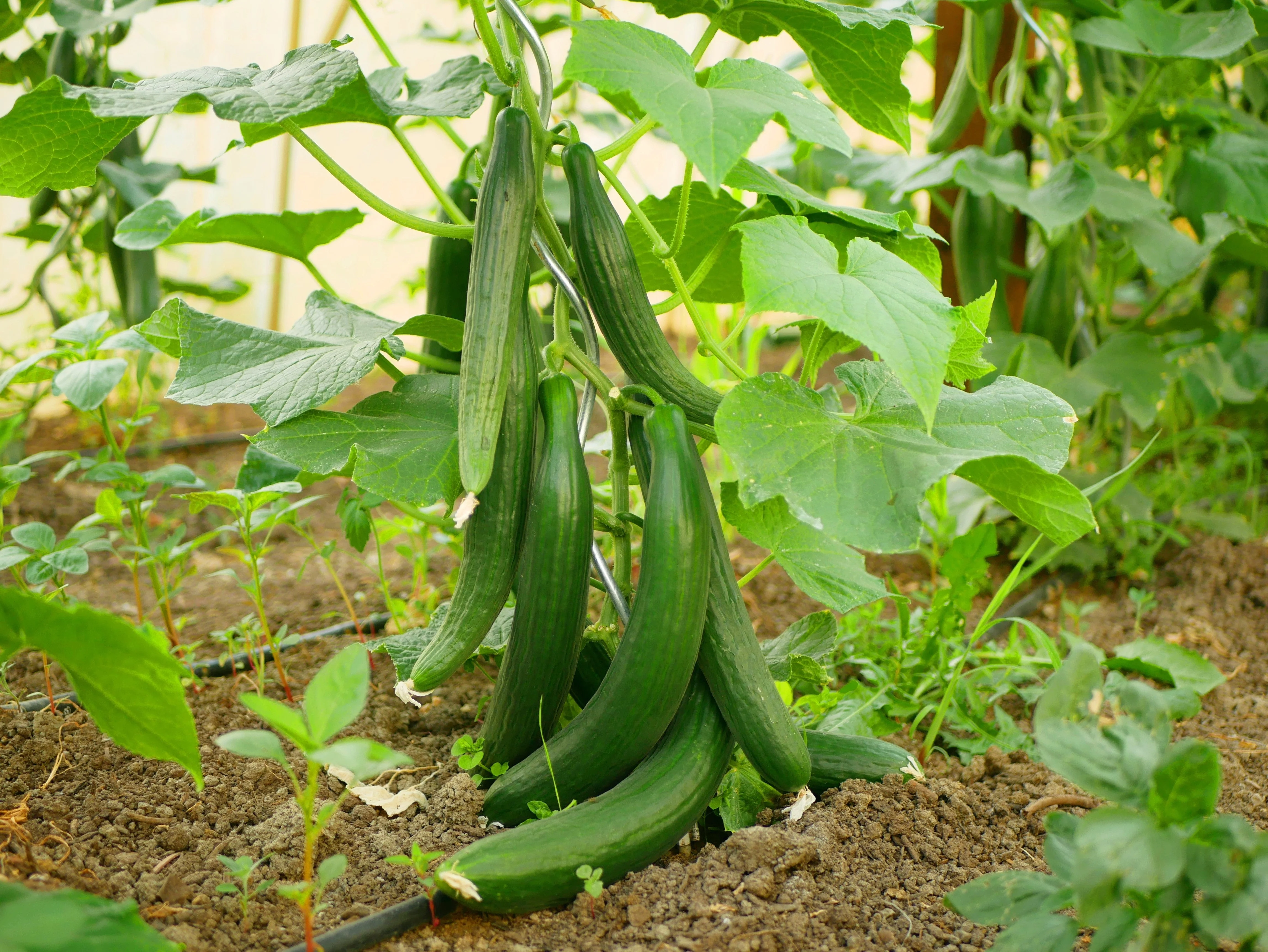 30 ENGLISH CUCUMBER Cucumis Sativus Burpless Fruit Vegetable Seeds - Image 2