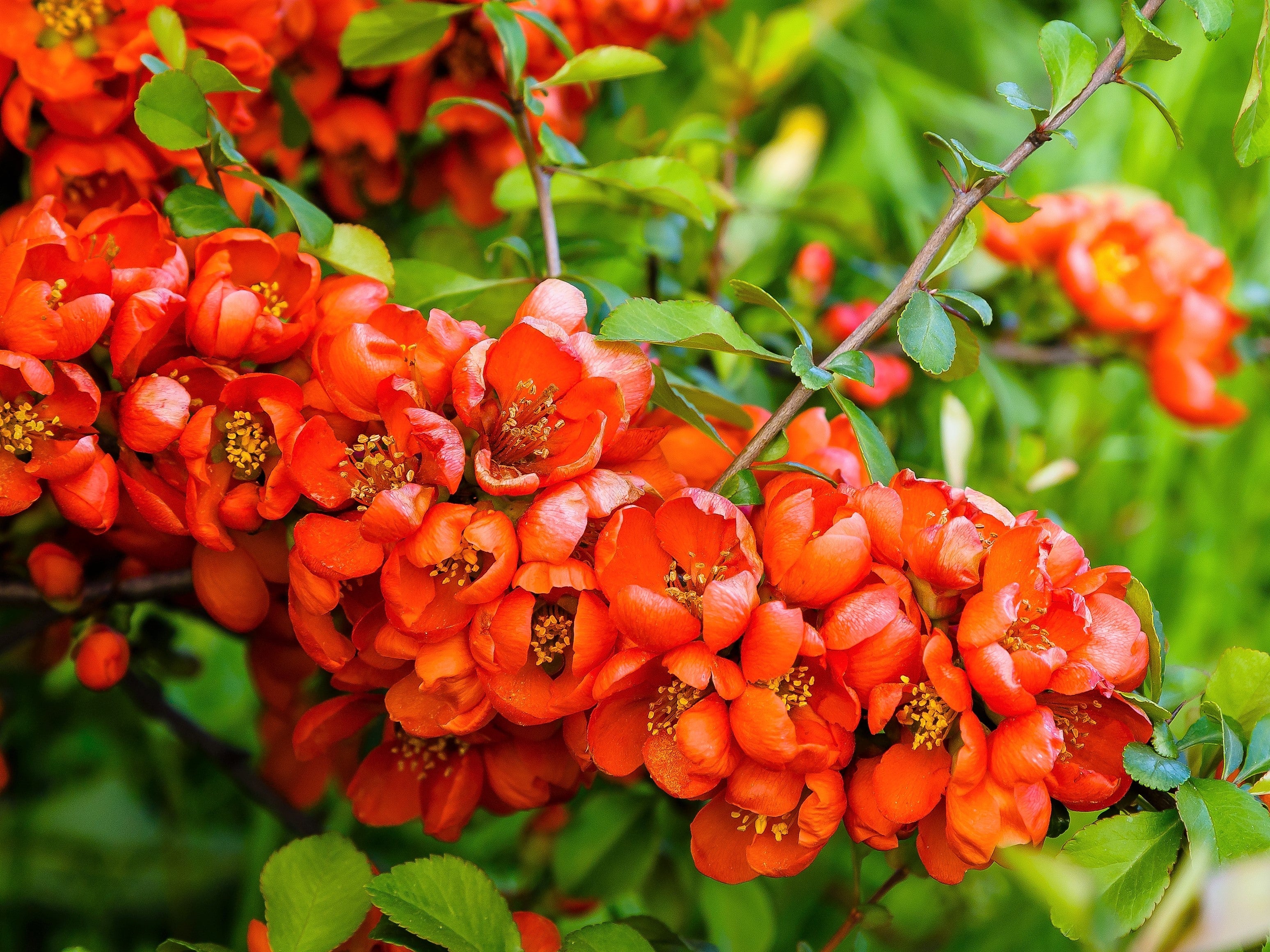 30 FLOWERING QUINCE Fruit Seeds - Pink Red White Orange Flowering Shrub - aka Japanese, Chinese, & Common Quince - Chaenomeles Speciosa - Image 8