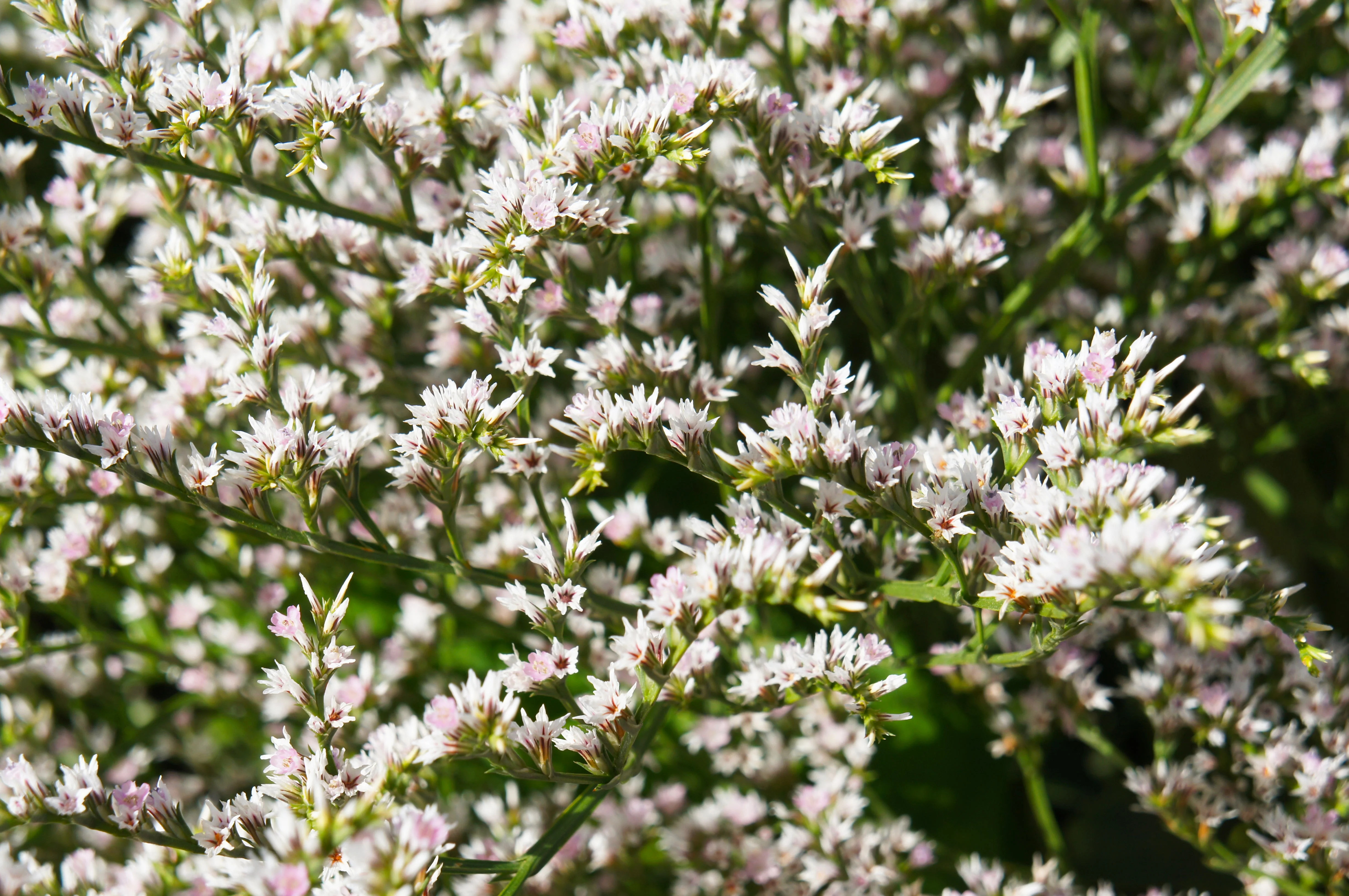 30 GERMAN STATICE White Sea Lavender Goniolimon Tataricum Limonium Flower Seeds - Image 4