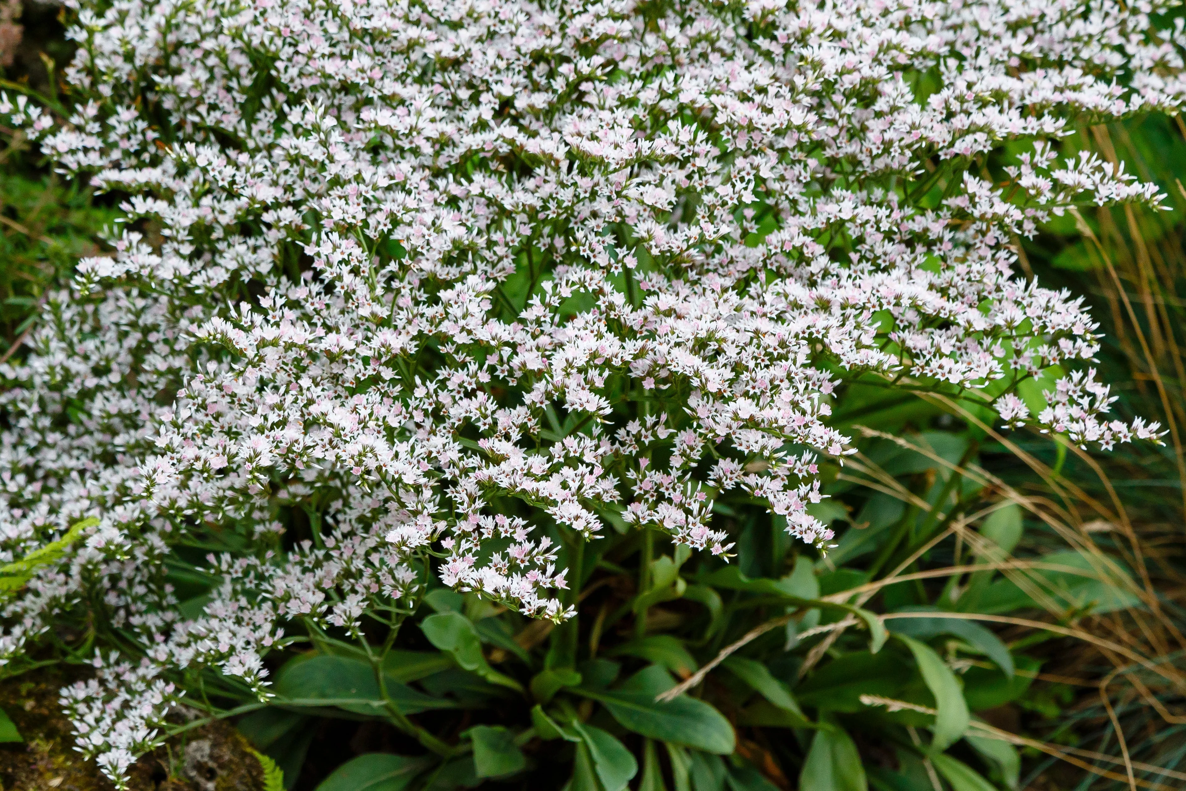 30 GERMAN STATICE White Sea Lavender Goniolimon Tataricum Limonium Flower Seeds - Image 9