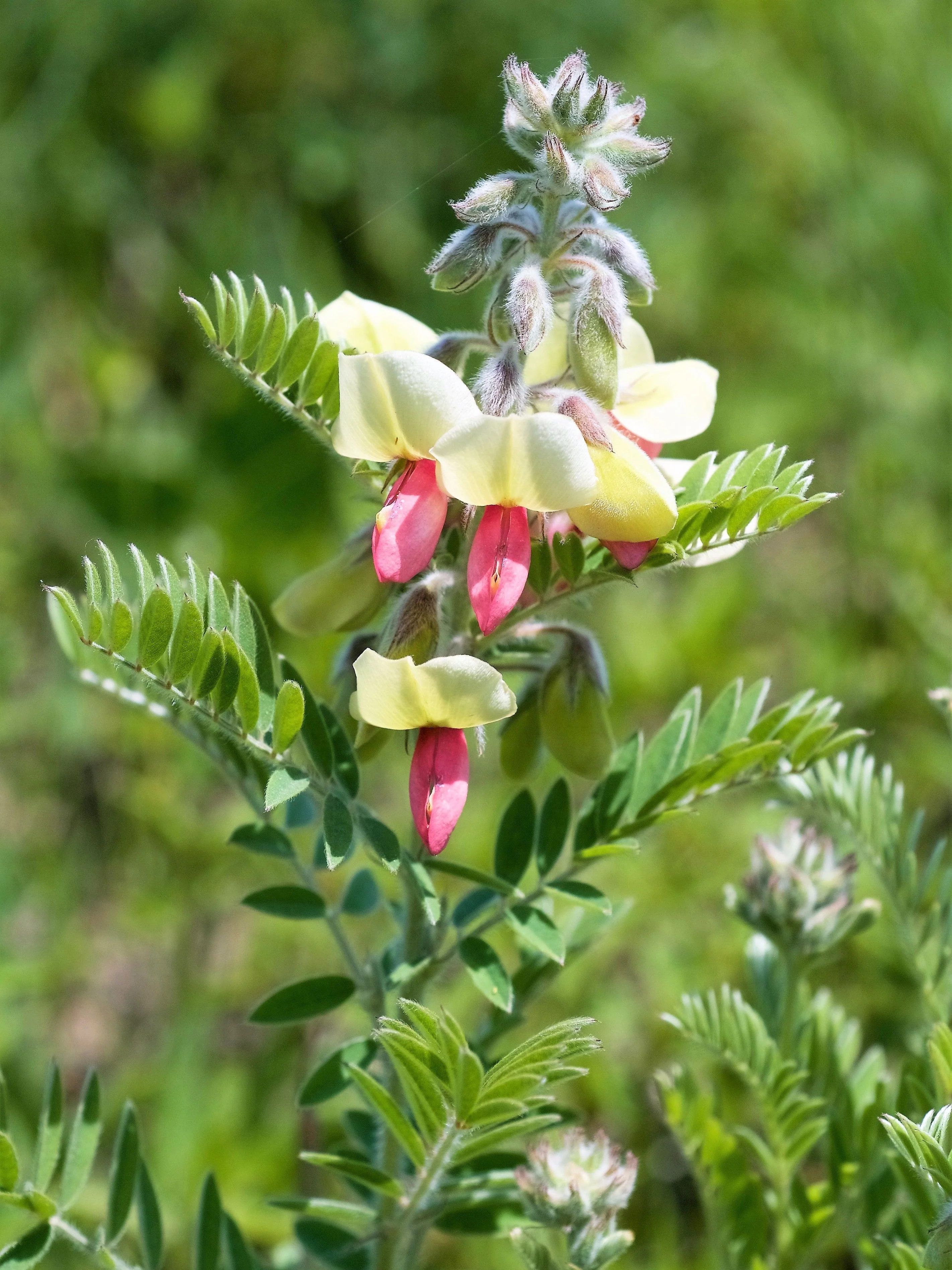 30 GOAT'S RUE Tephrosia Virginiana Cracca Flower Grass Legume Ground Cover Seeds - Image 4