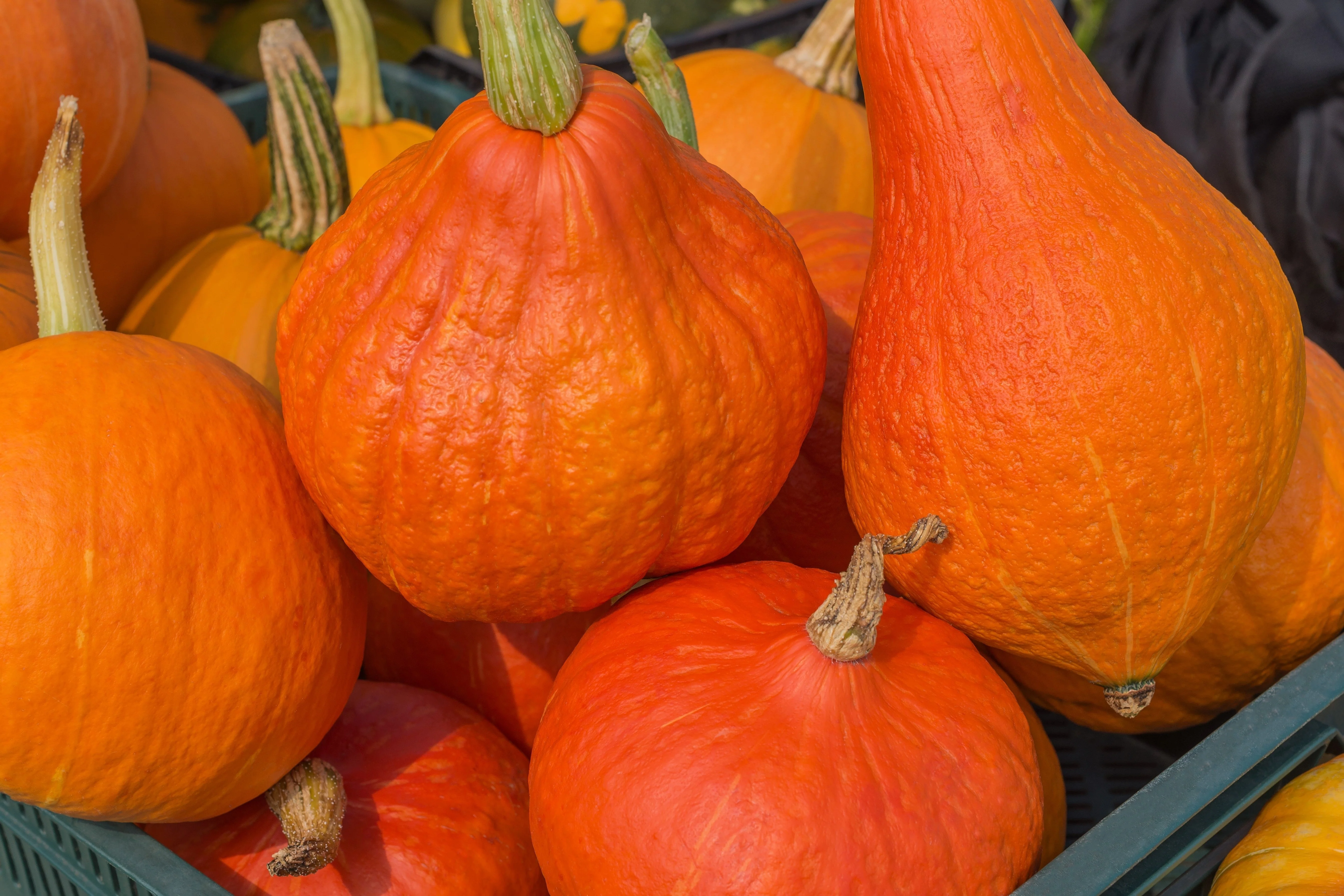 30 GOLDEN HUBBARD SQUASH Genesee Red Buttercup Cucurbita Pepo Vegetable Seeds - Image 3