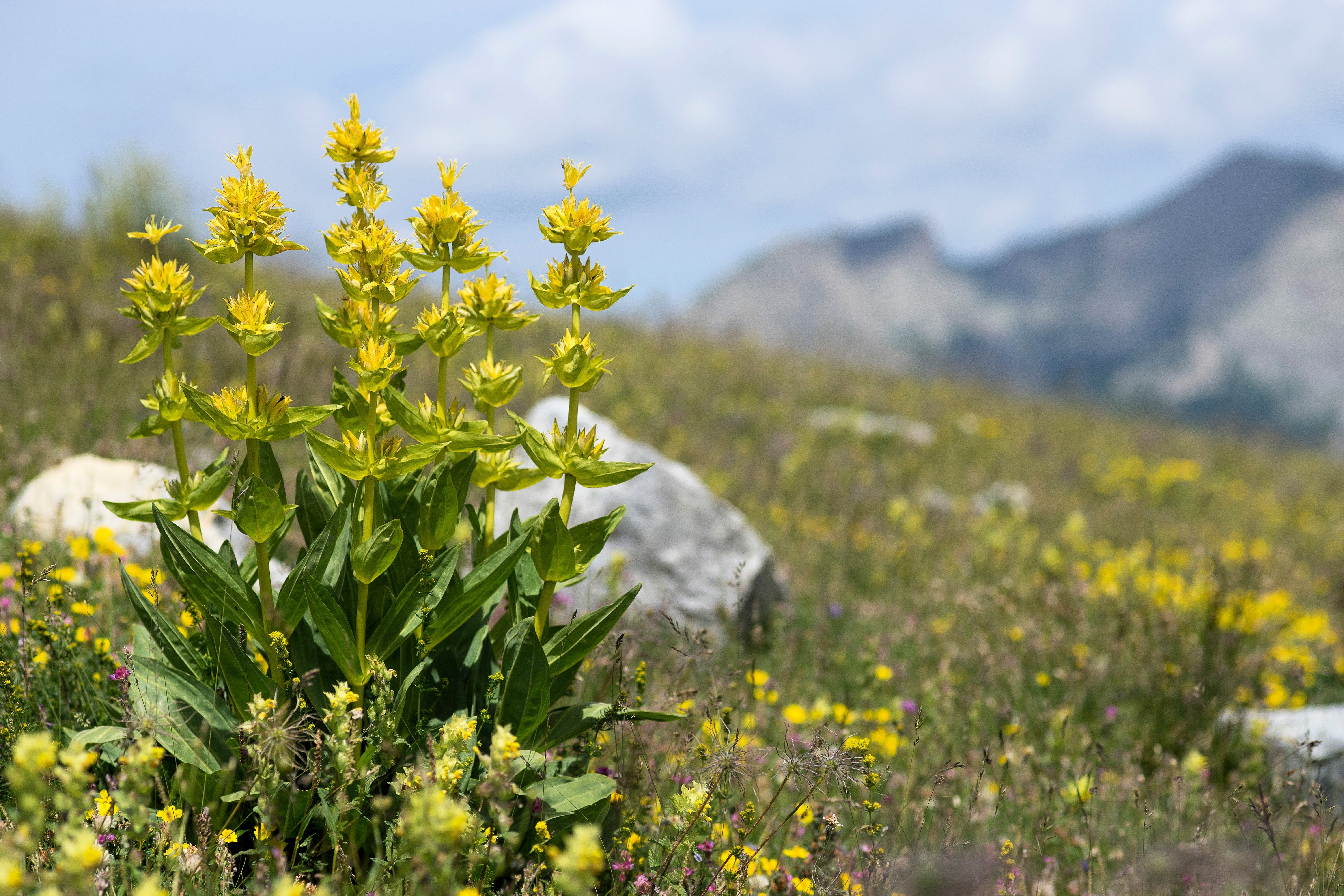 30 GREAT YELLOW GENTIAN Gentiana Lutea Herb Flower Seeds - Image 8