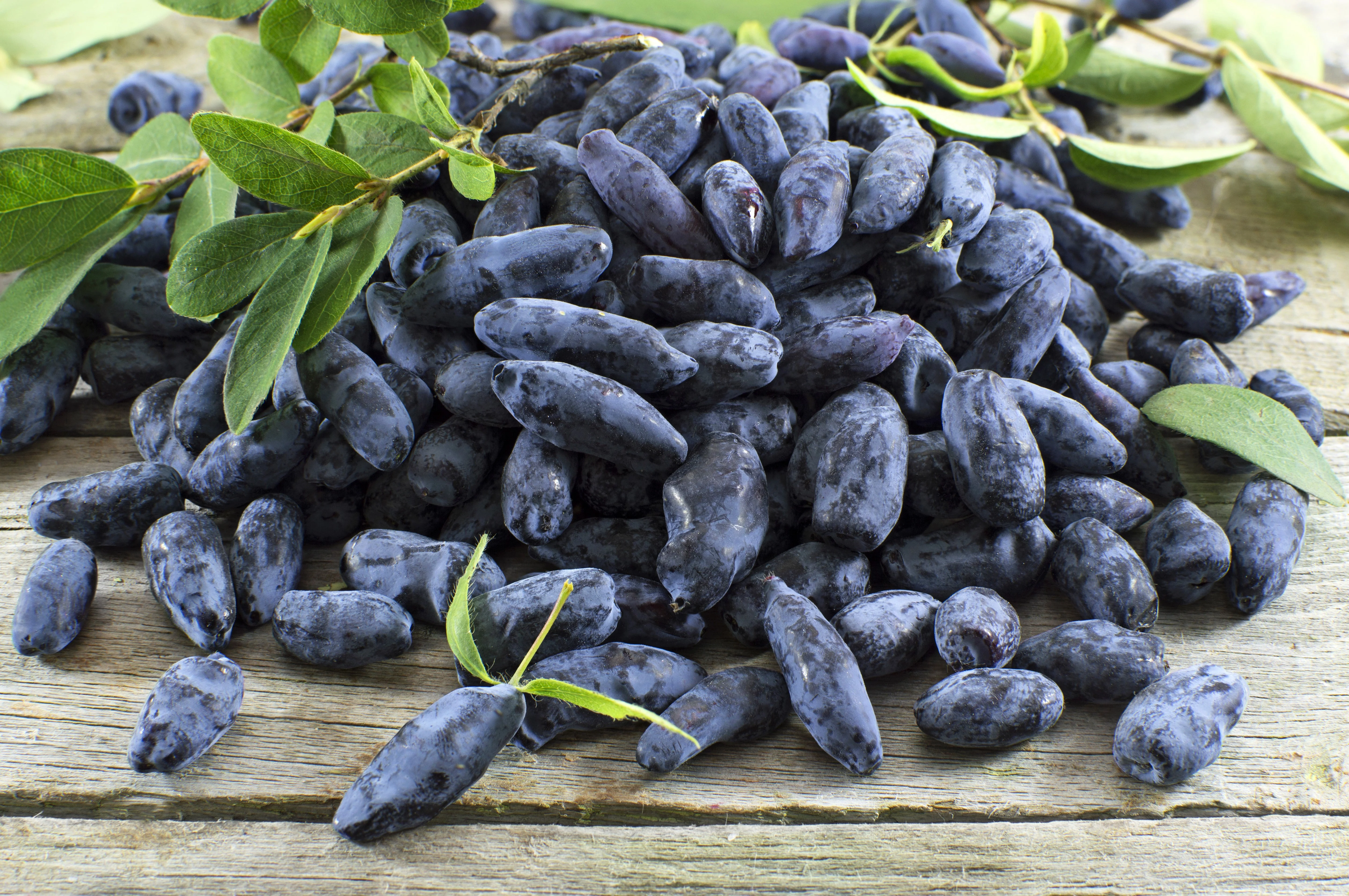30 HONEYBERRY Blue Honeysuckle Lonicera Caerulea Edible Fruit Shrub Seeds - Image 2