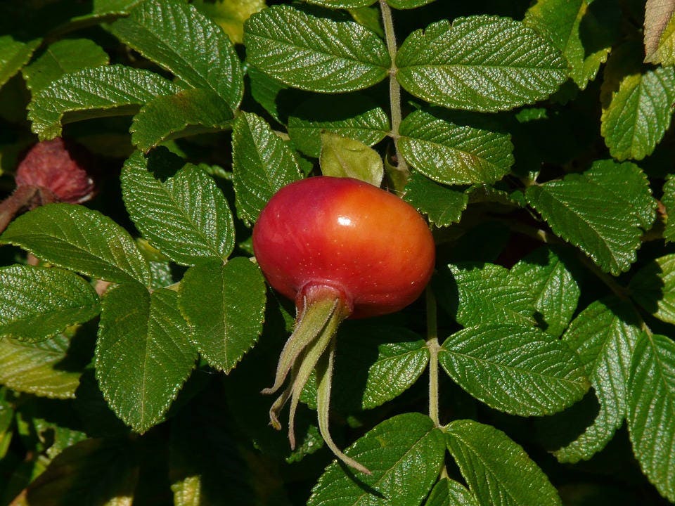 30 JAPANESE RED ROSE Bush Rosa Rugosa Rubra Rugrose Fragrant Flower Seeds - Image 10