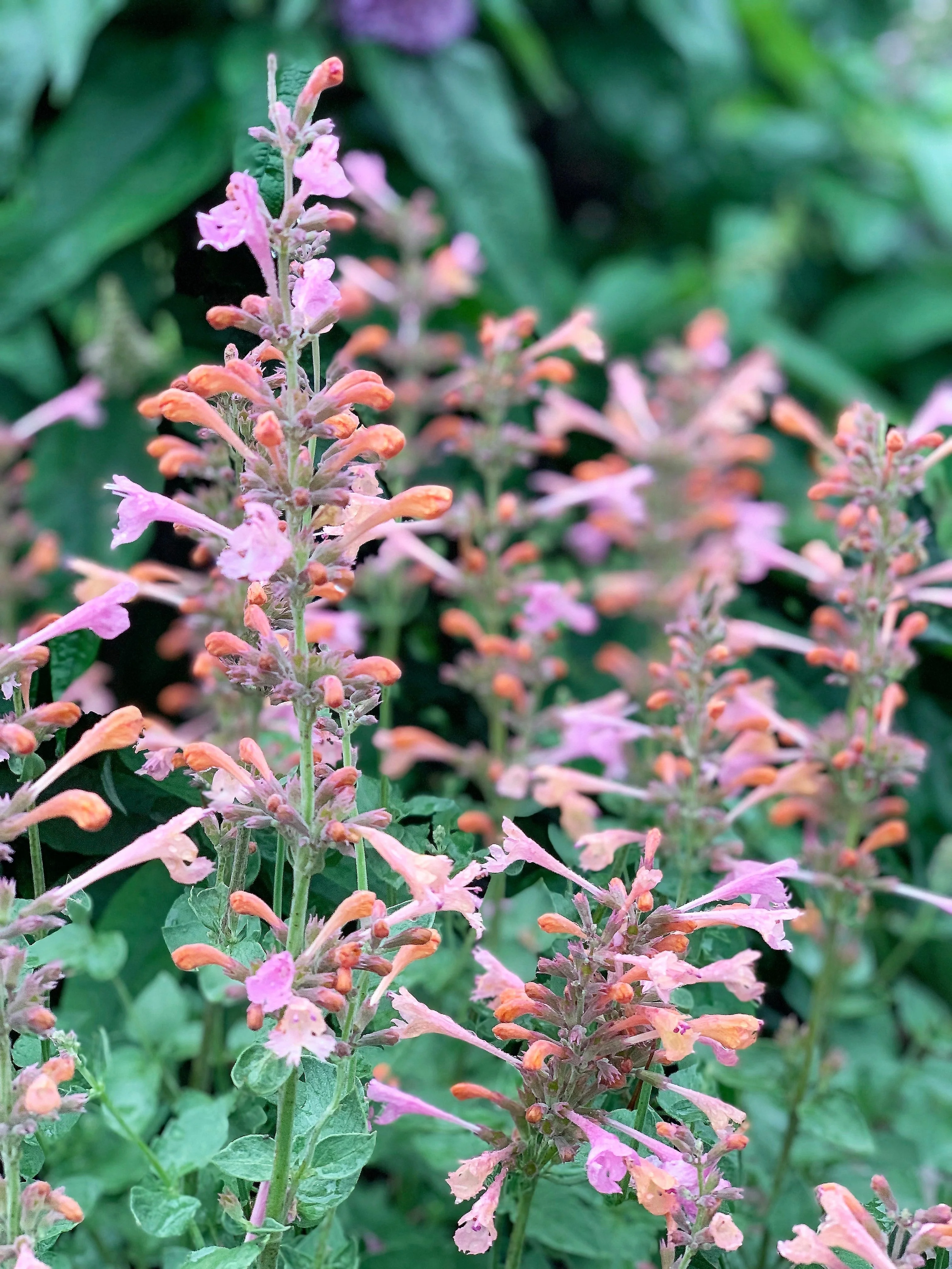 30 MIXED COLORS AGASTACHE Aurantiaca Cana Hummingbird Mint Hyssop Flower Seeds - Image 10