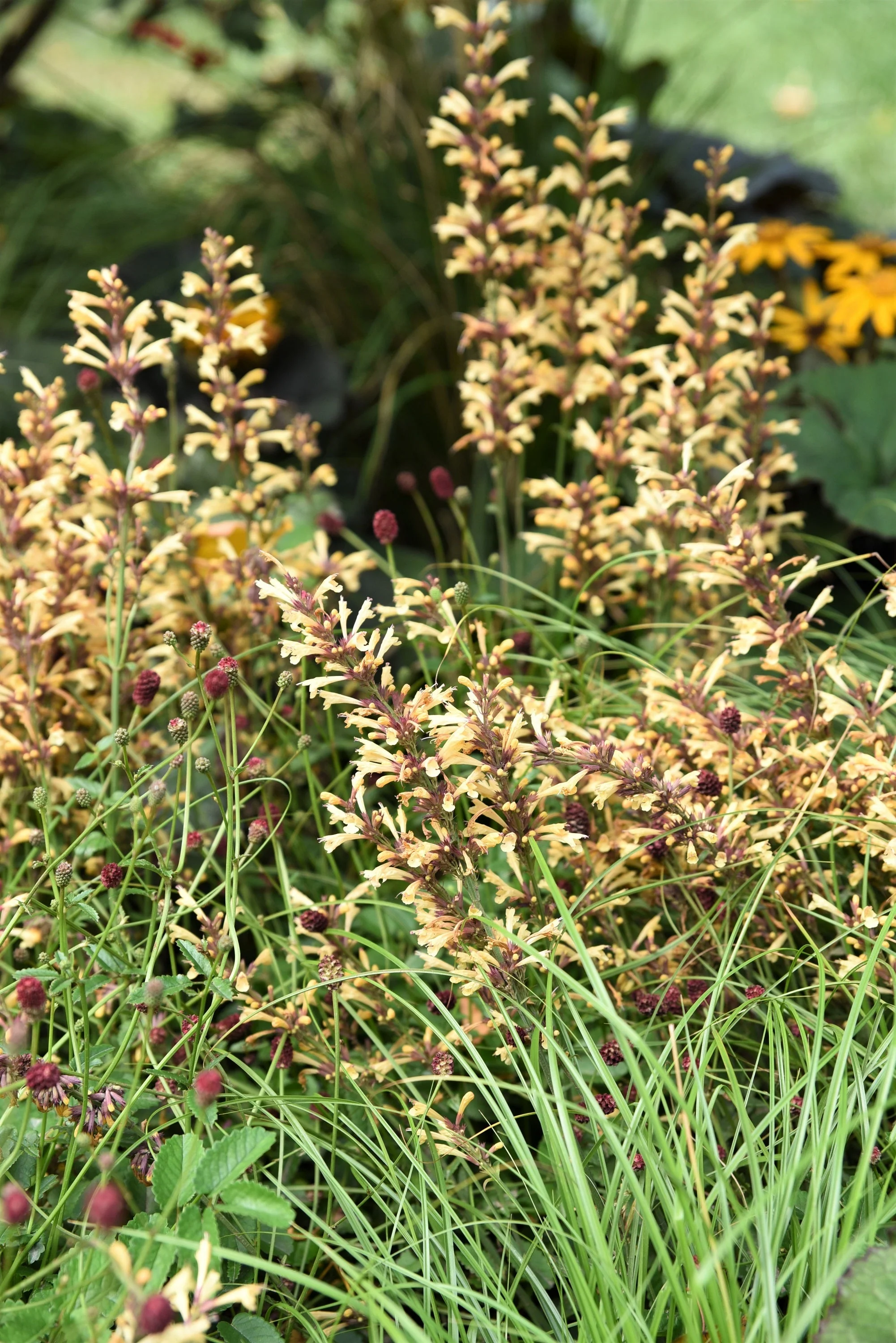 30 MIXED COLORS AGASTACHE Aurantiaca Cana Hummingbird Mint Hyssop Flower Seeds - Image 5