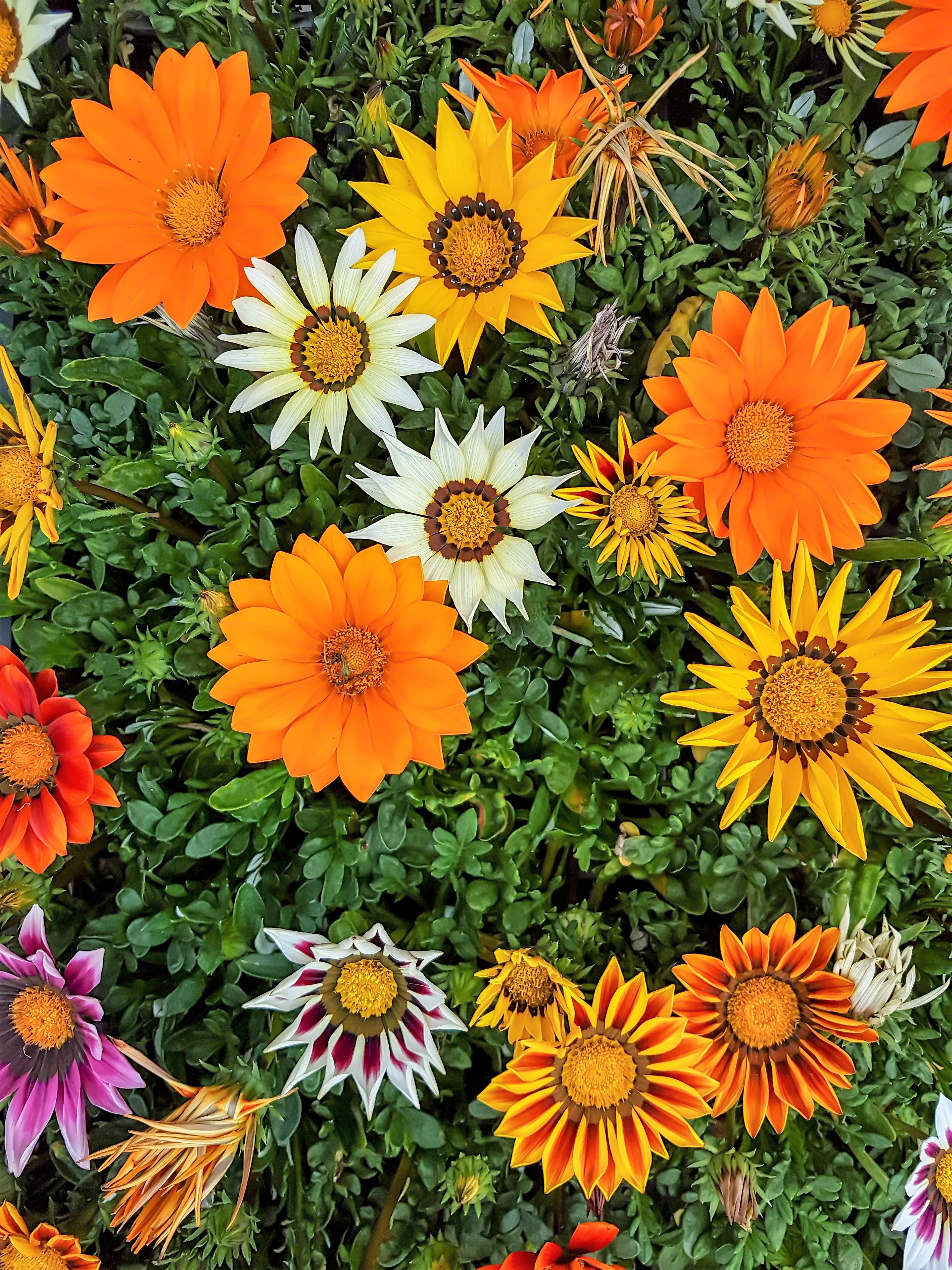 30 Mixed Colors GAZANIA Rigens Treasure Flower Seeds - Image 16