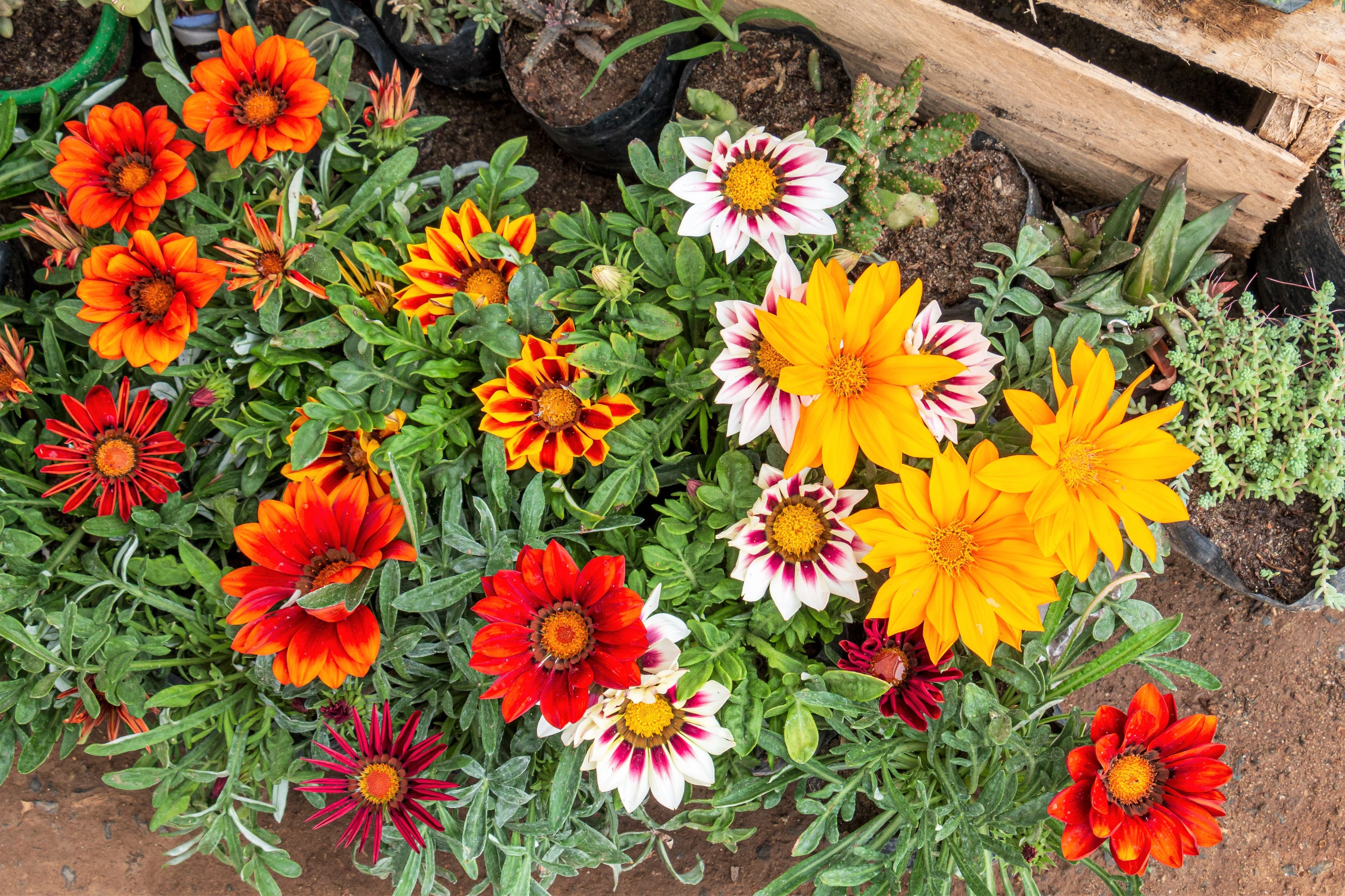 30 Mixed Colors GAZANIA Rigens Treasure Flower Seeds - Image 2