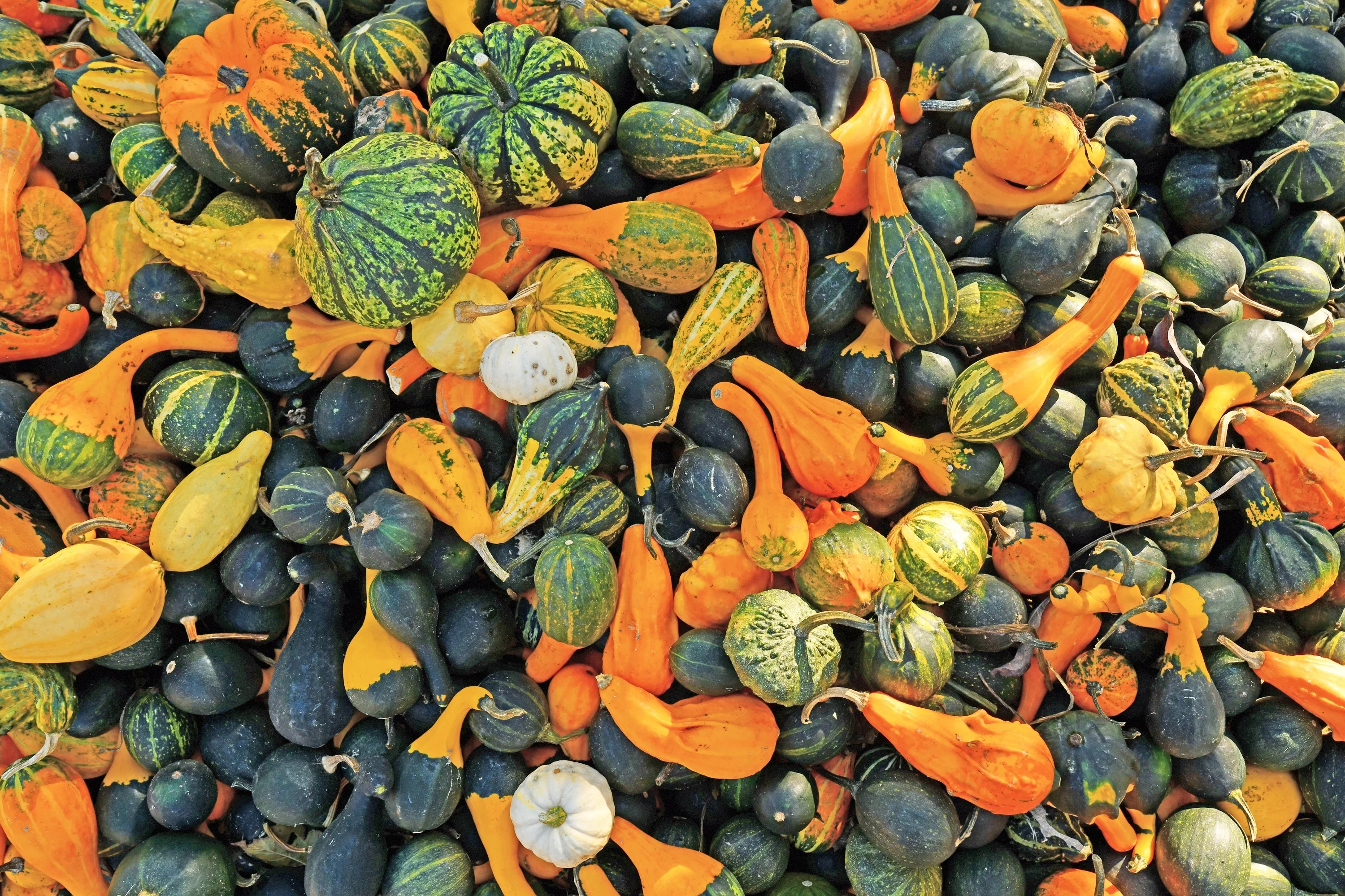 30 MIXED GOURD Lagenaria Siceraria Seeds - Image 6