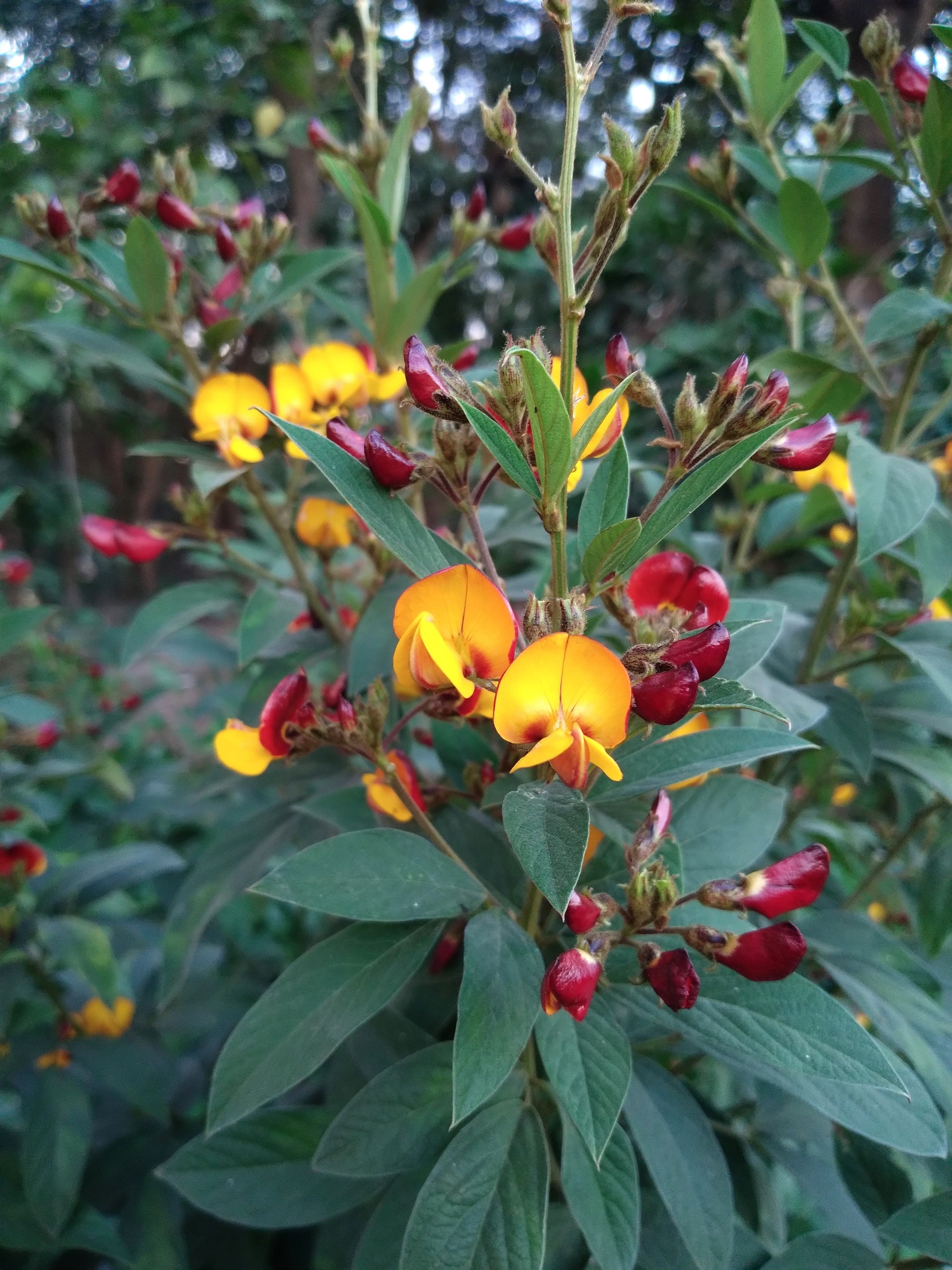 30 PIGEON PEA Dhal Gungo Puerto Rico Bean Cajanus Cajan Vegetable Seeds - Image 12