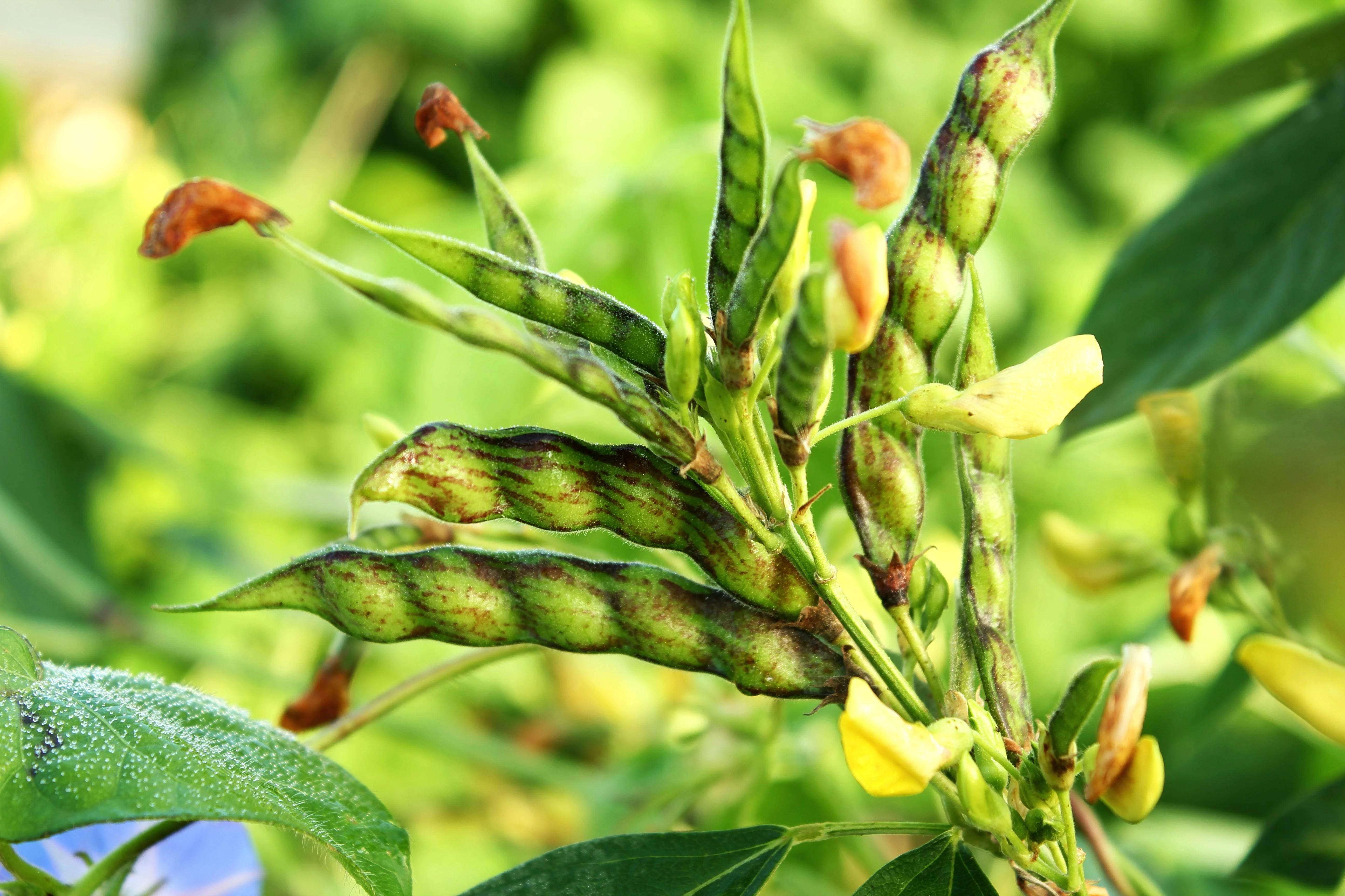 30 PIGEON PEA Dhal Gungo Puerto Rico Bean Cajanus Cajan Vegetable Seeds - Image 4