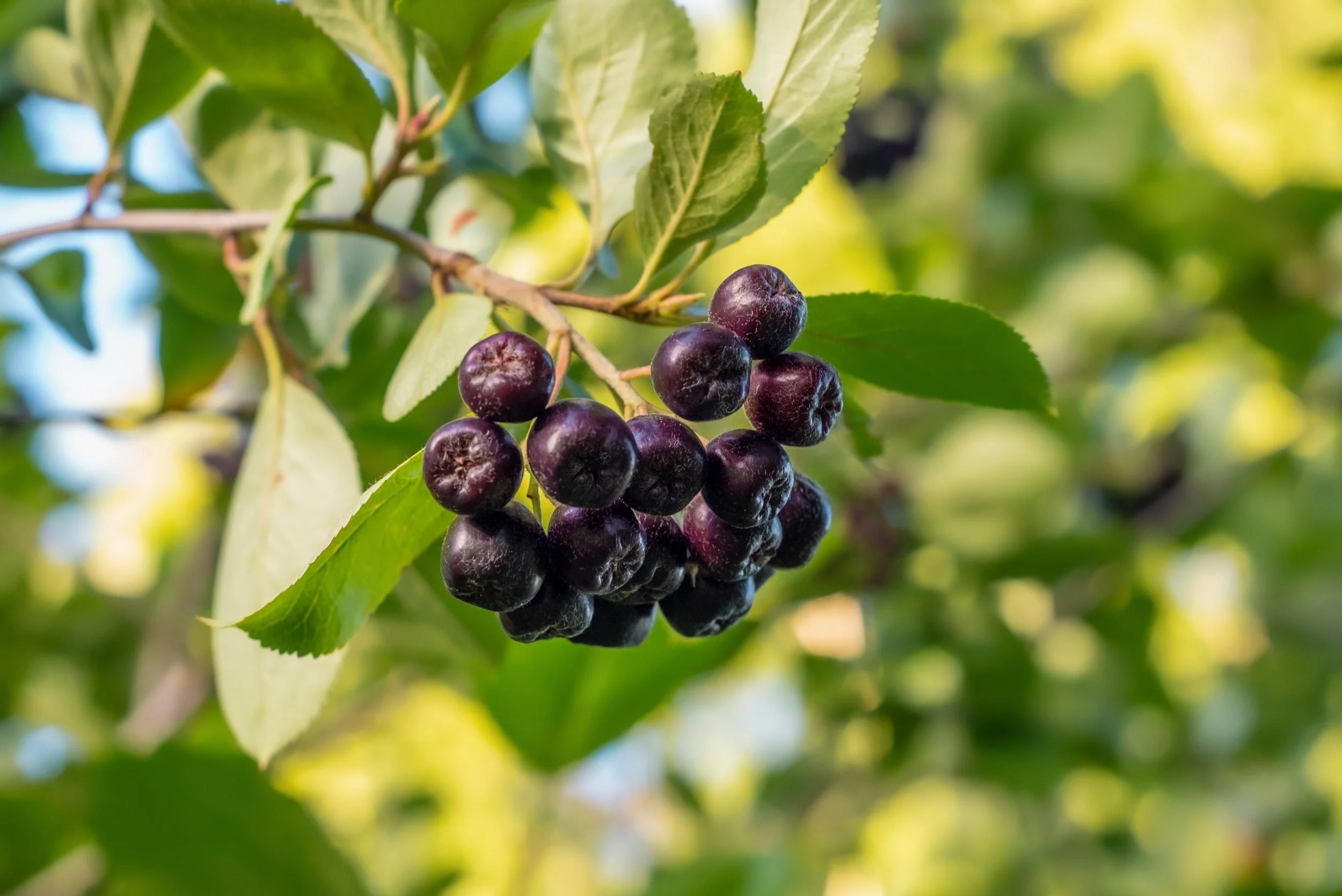 30 PURPLE CHOKEBERRY Aronia Prunifolia White Flower Fruit Shrub Seeds - Image 6