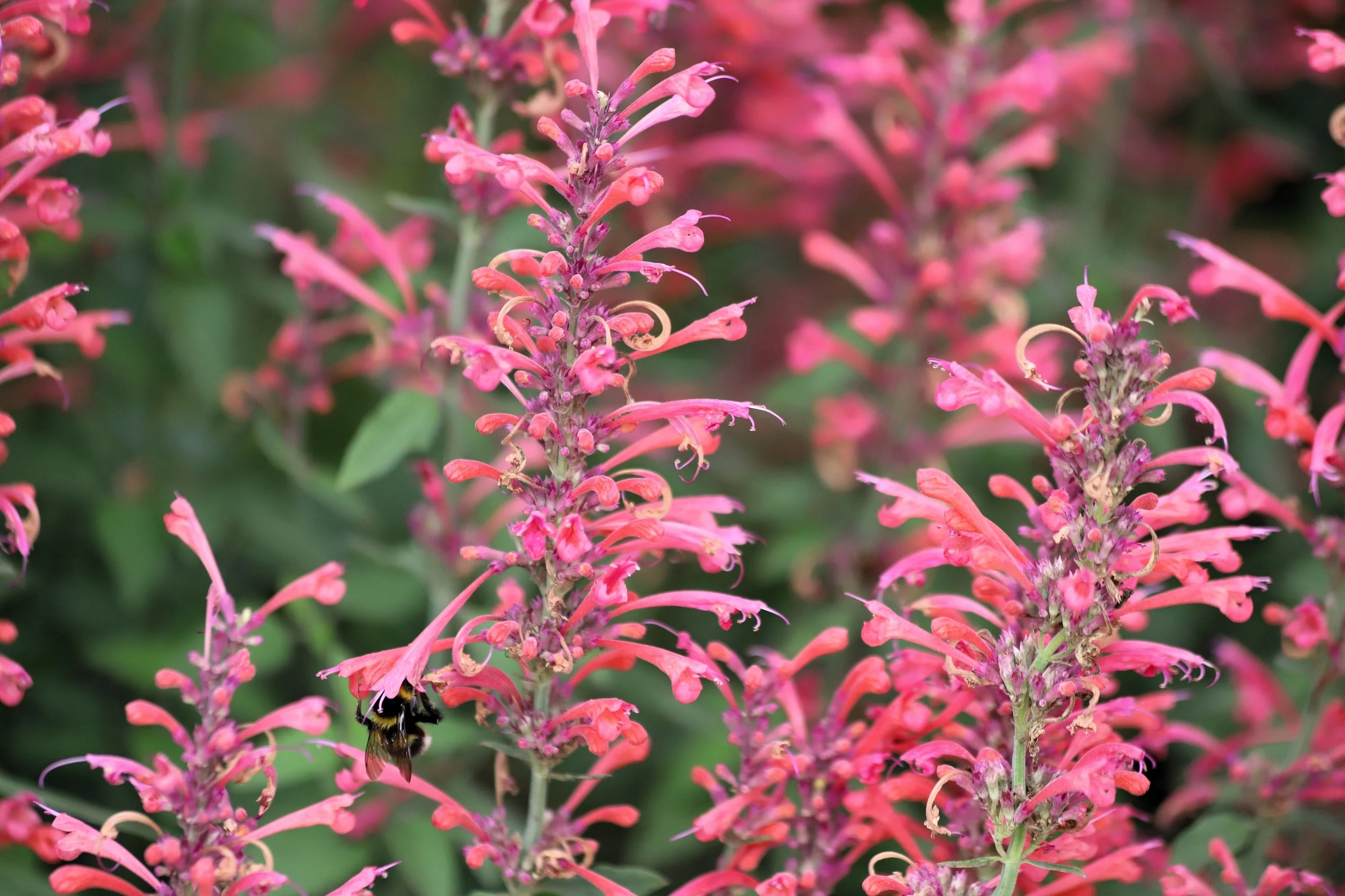 30 Red AGASTACHE HEATHER QUEEN Hummingbrid Mint Hyssop Flower Herb Seeds - Image 2