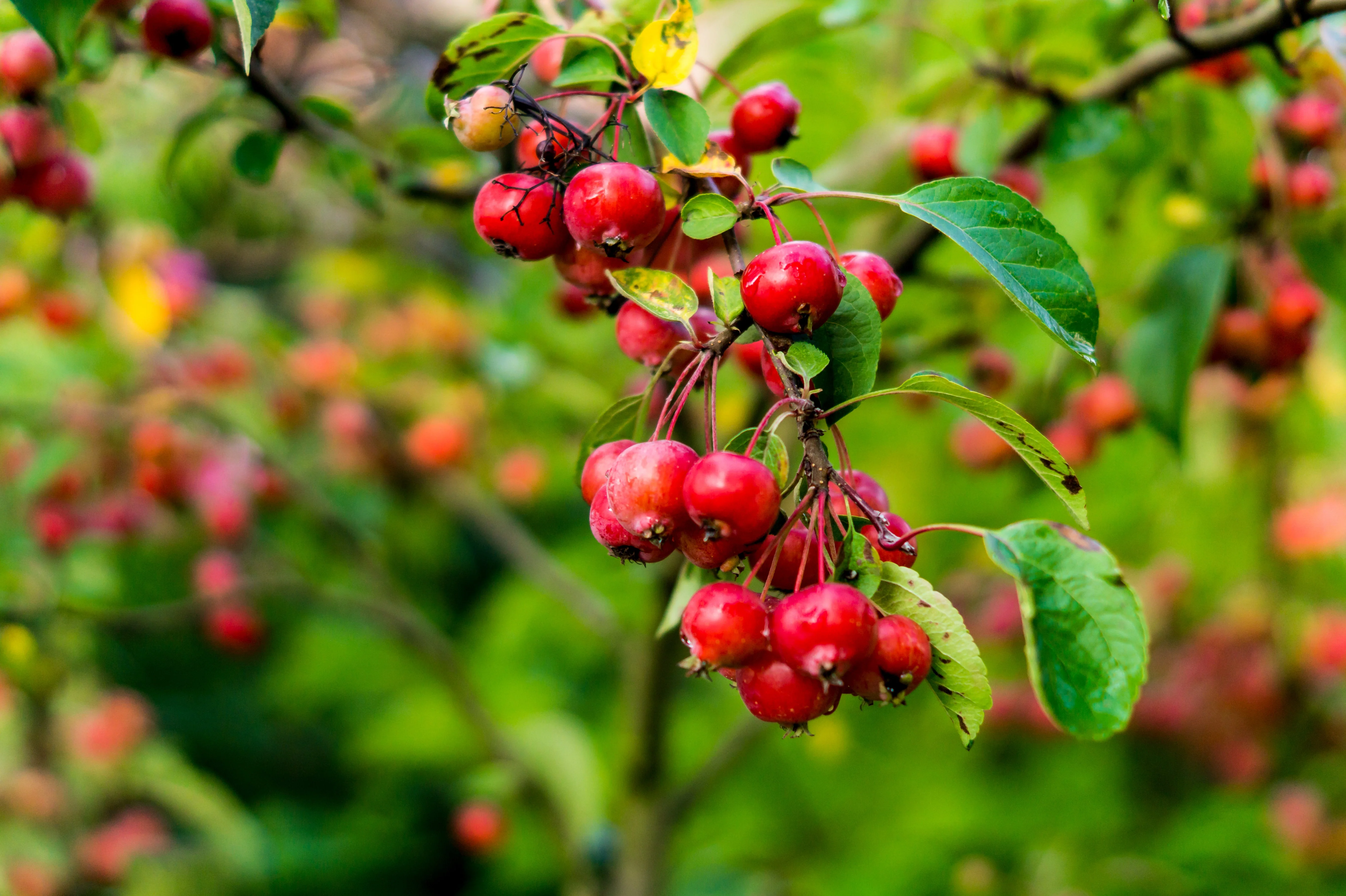 30 Sargent CRAB APPLE Shrub Hummingbird Flower White Red Malus Sargentii Seeds - Image 8