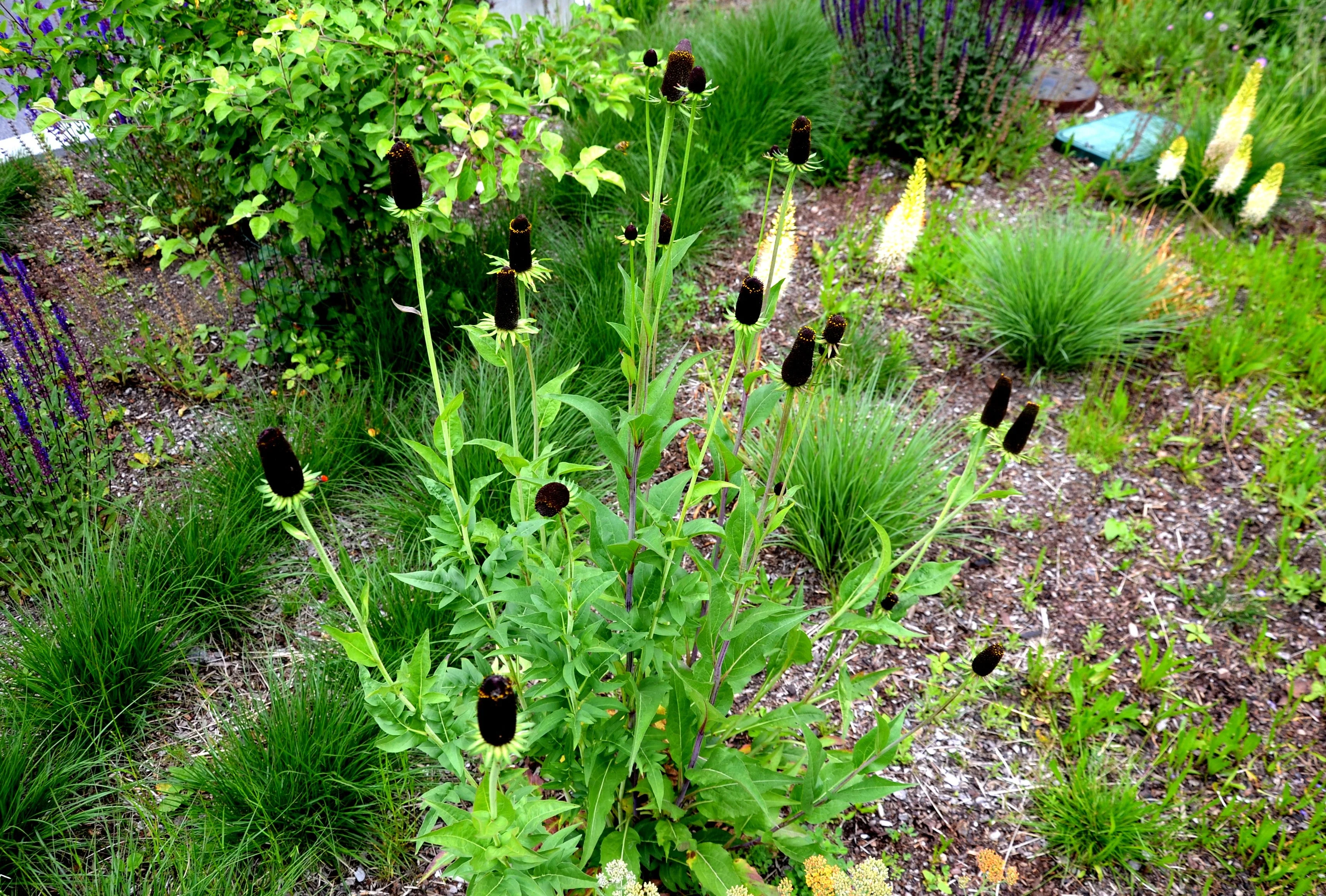 30 WESTERN CONEFLOWER Rudbeckia Occidentalis Green Wizard aka Rayless Naked Chocolate Black Flower Herb Seeds - Image 3