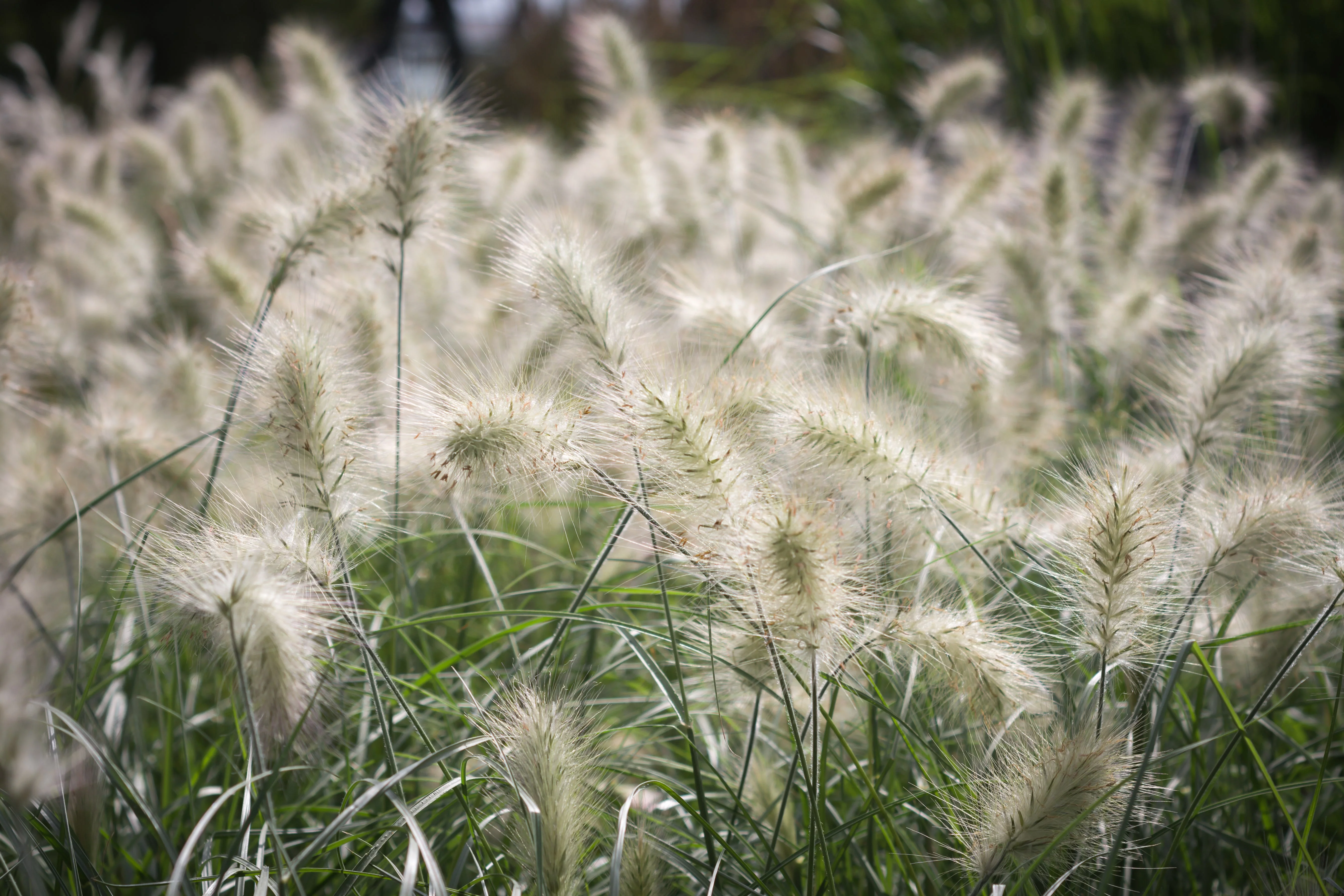 30 WHITE FOUNTAIN GRASS Pennisetum Villosum Ornamental Flower Seeds - Image 5
