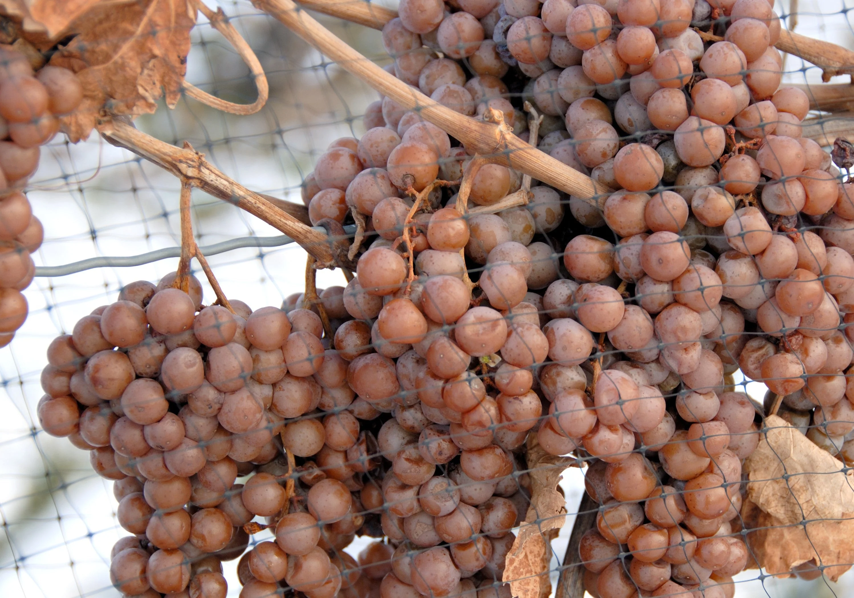 30 WINE GRAPE Vitis Viniferia Domestic Mixed Colors Fruit Vine Seeds - Image 7