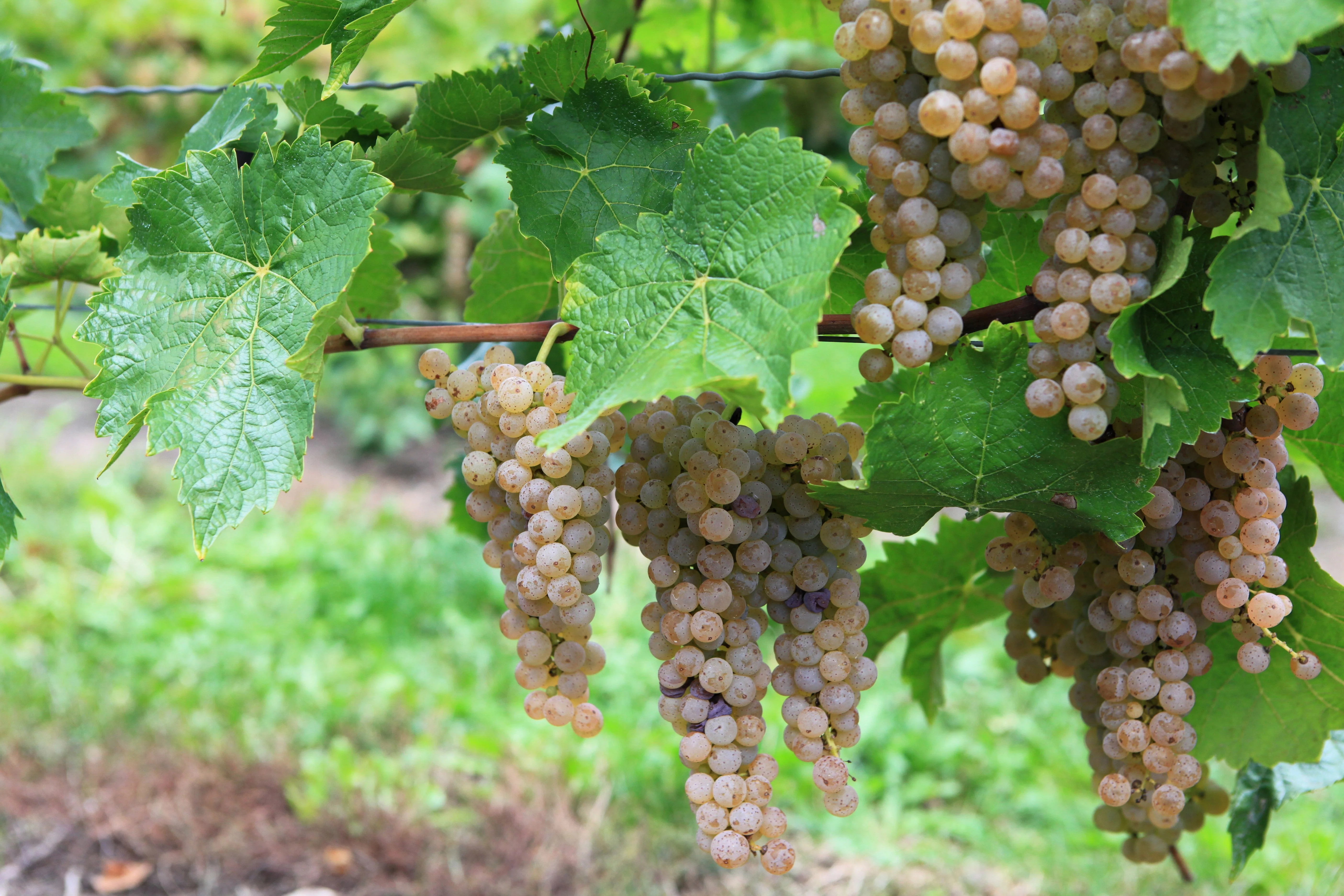 30 WINE GRAPE Vitis Viniferia Domestic Mixed Colors Fruit Vine Seeds - Image 8