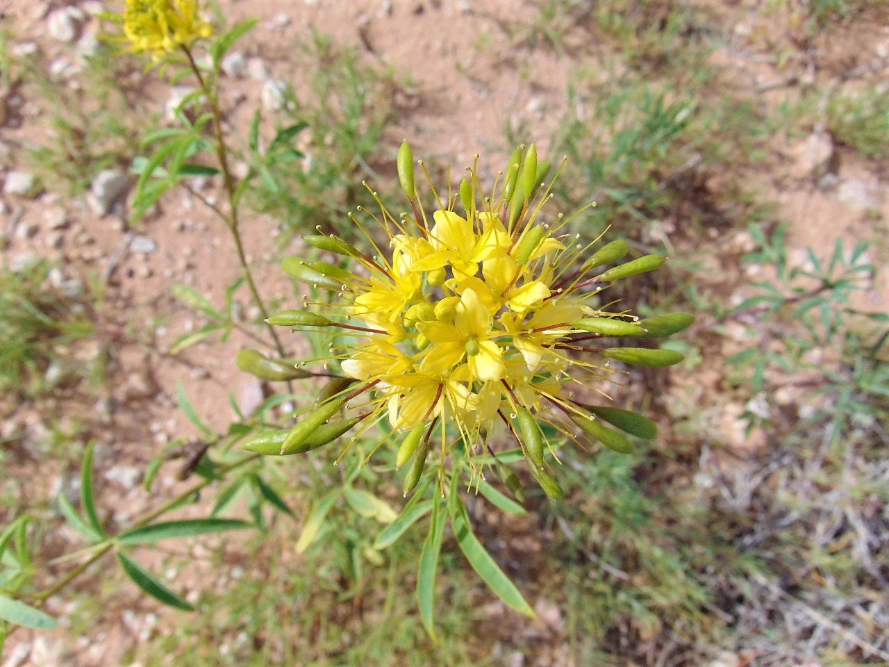 30 YELLOW BEEPLANT Cleome Lutea Golden Bee Plant Spiderflower Native Flower Seeds - Image 7